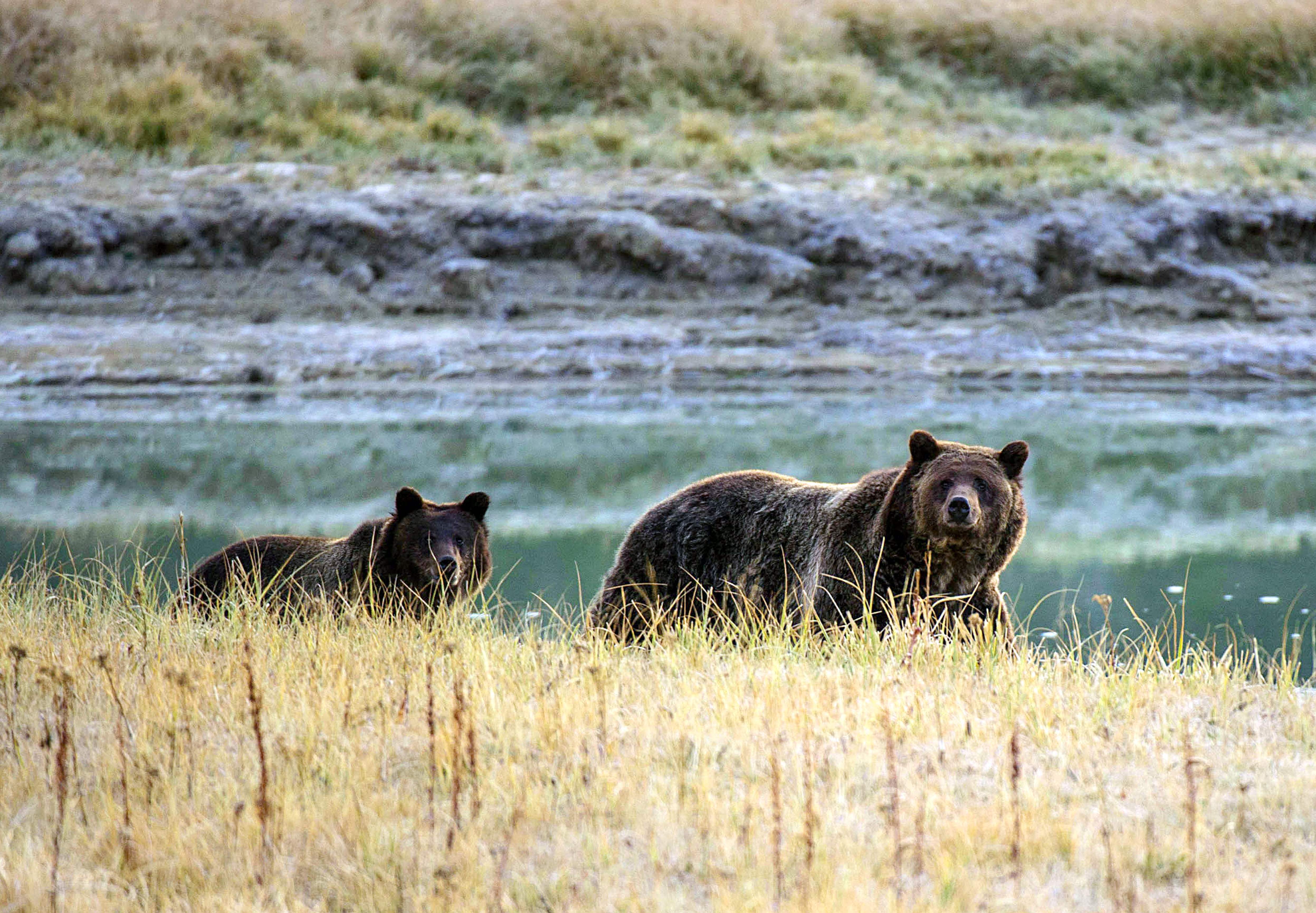 Grizzly bears are among the animals that the Endangered Species Act is credited with saving. President Trump’s administration has finalized rollbacks to key provisions of the law, prompting a lawsuit from Massachusetts Attorney General Maura Healey.