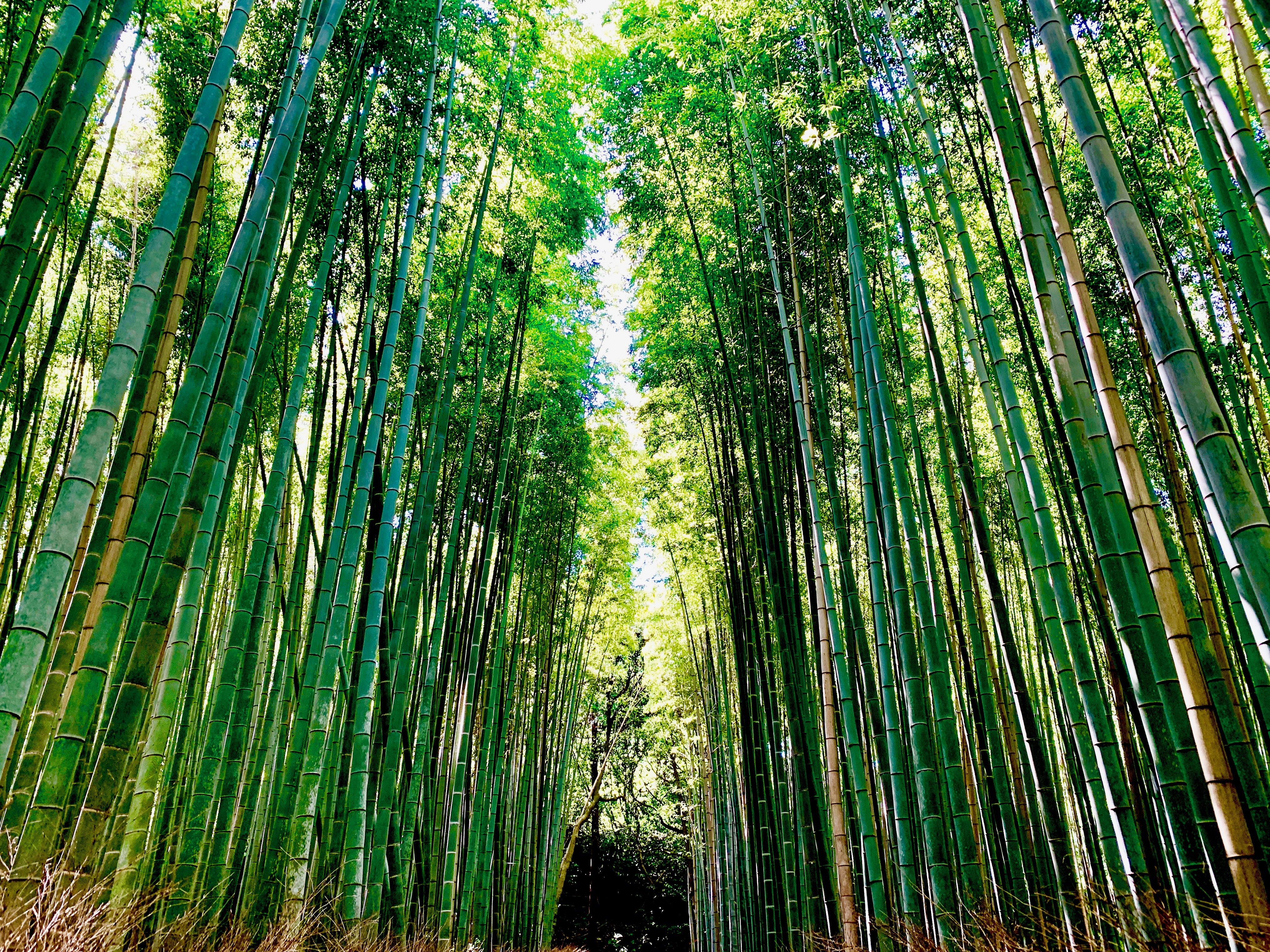 The majestic Arashiyama Bamboo Forest is a magnet for tourists in Kyoto.