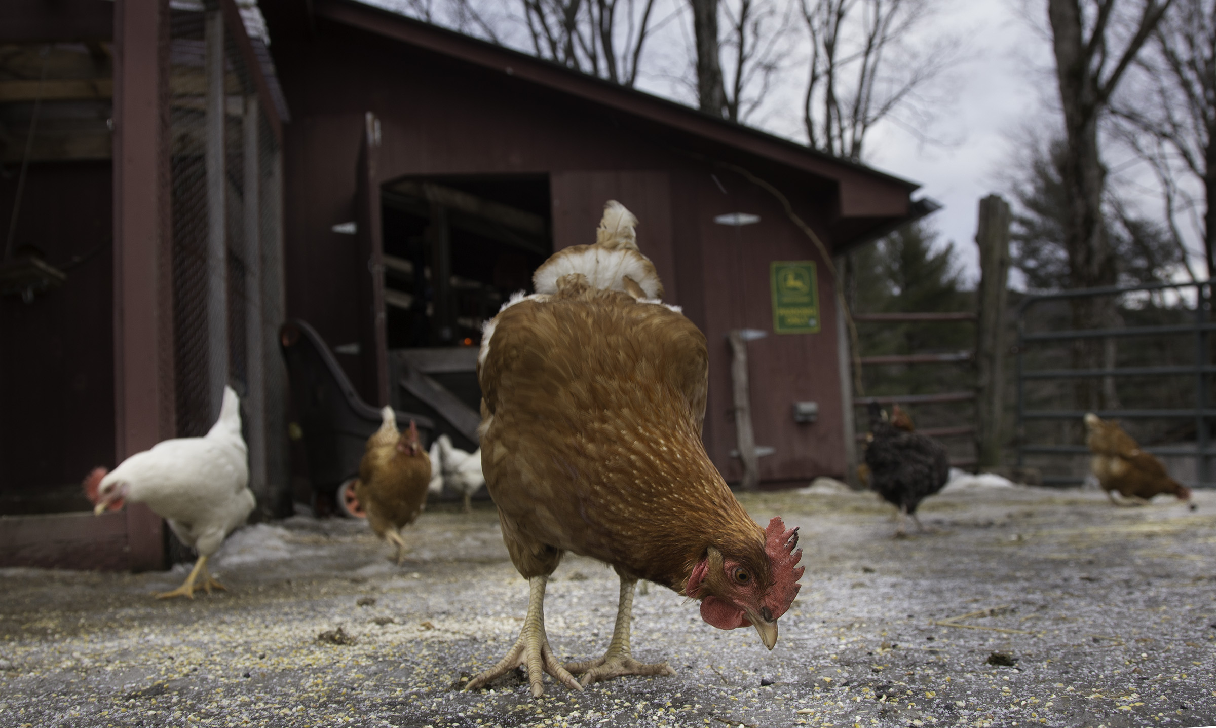 The chickens at Trumbull Studios.