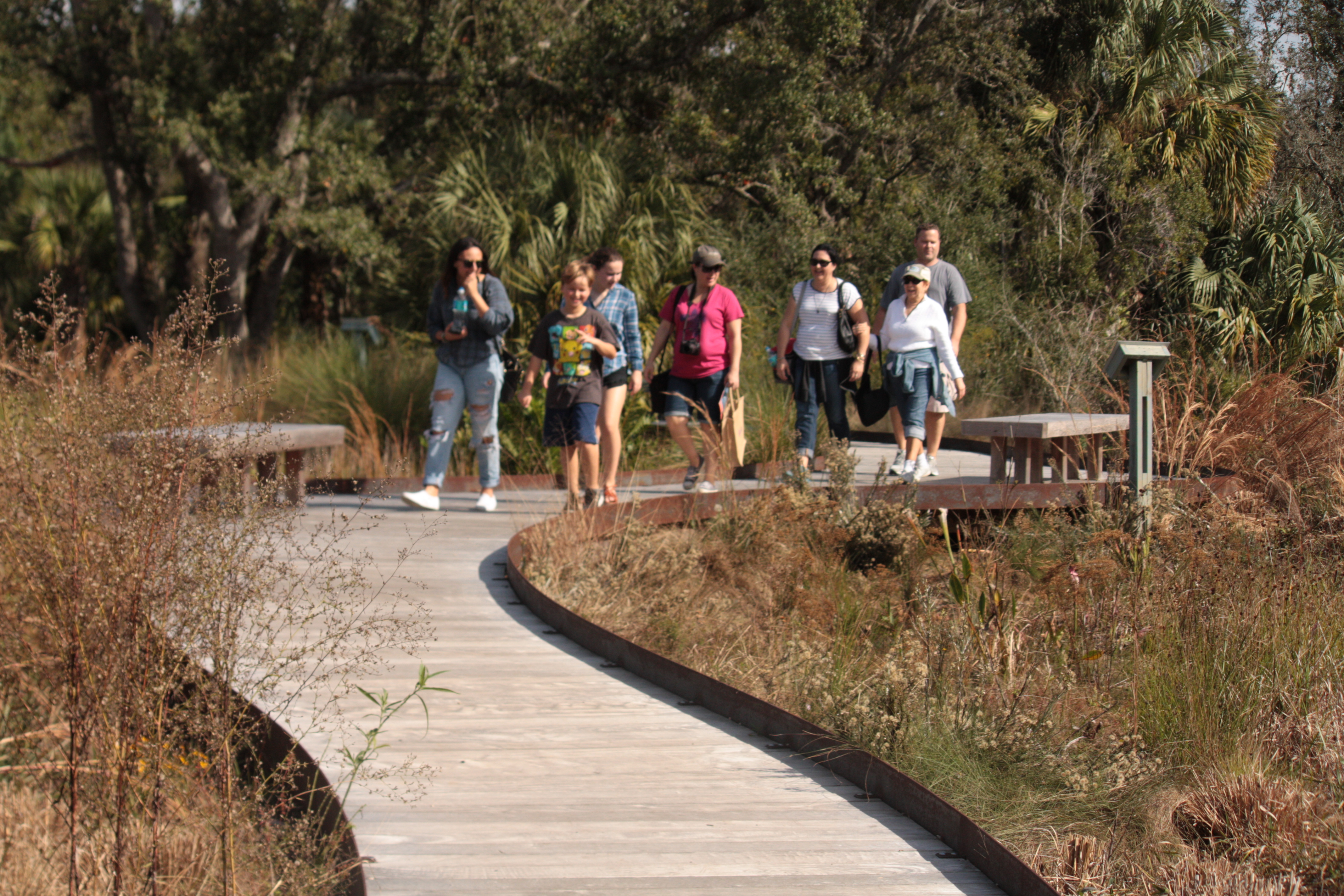 A 170-foot boardwalk winds its way through the Wild Garden, a new 8-acre area showing the diversity of native plants and ecosystems at Bok Tower Gardens.