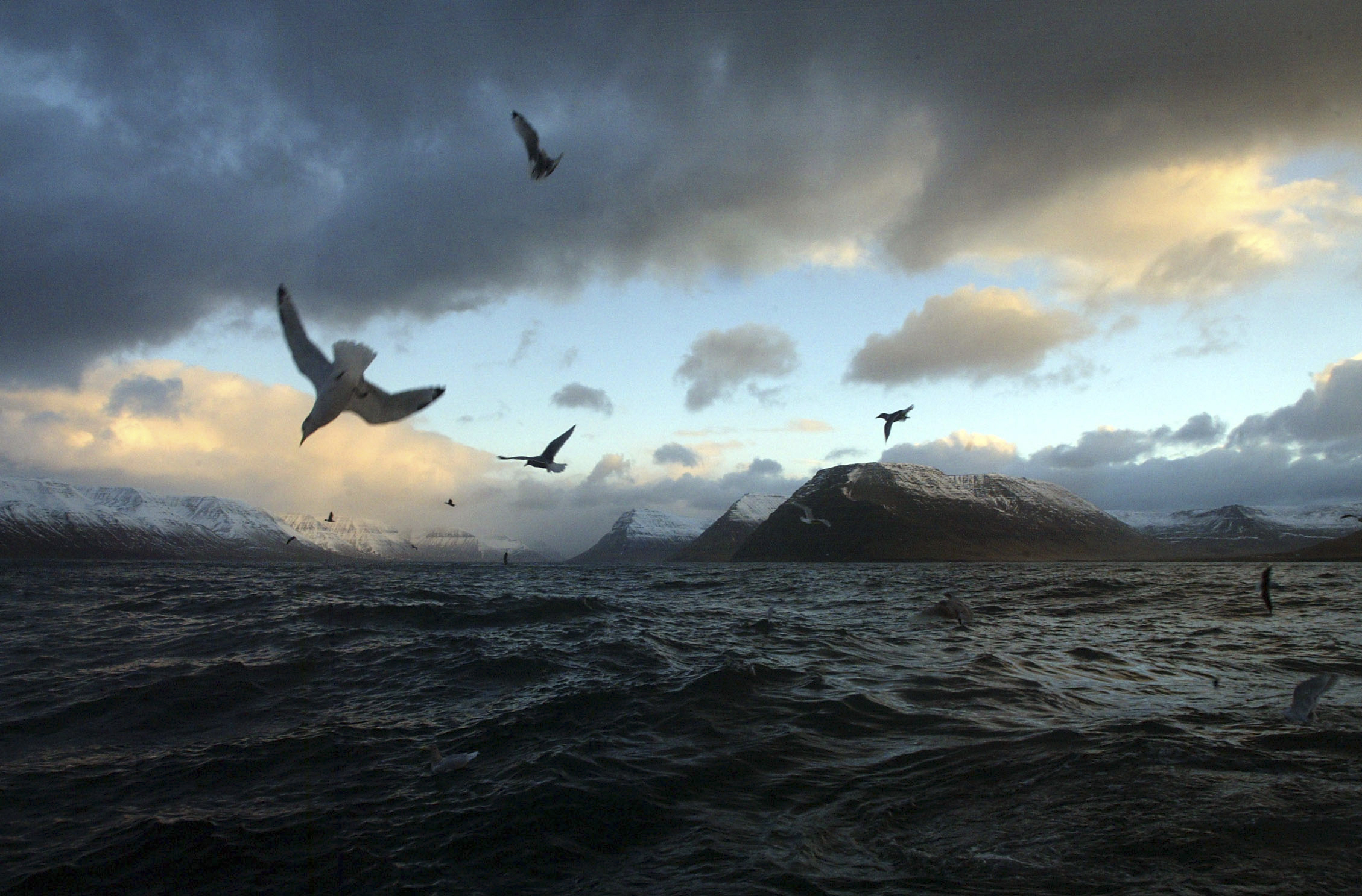 Seagulls hunt for food off the coast of Flateyri (top), in the far northwest of Iceland.