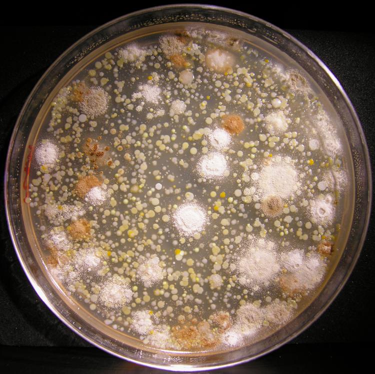 Blue cheese microbes on a petri dish