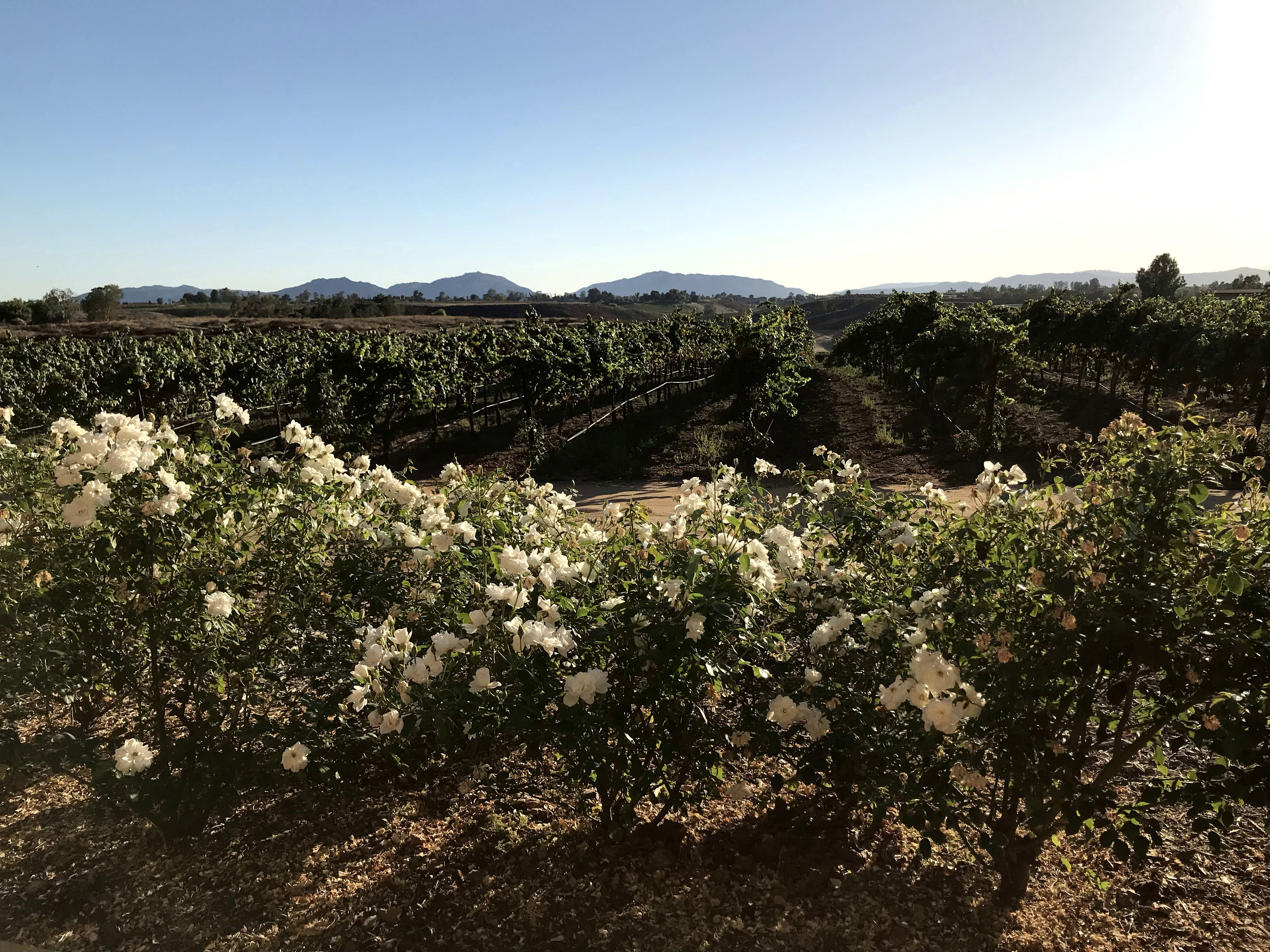 The view from a bungalow at Carter Estate Winery and Resort.