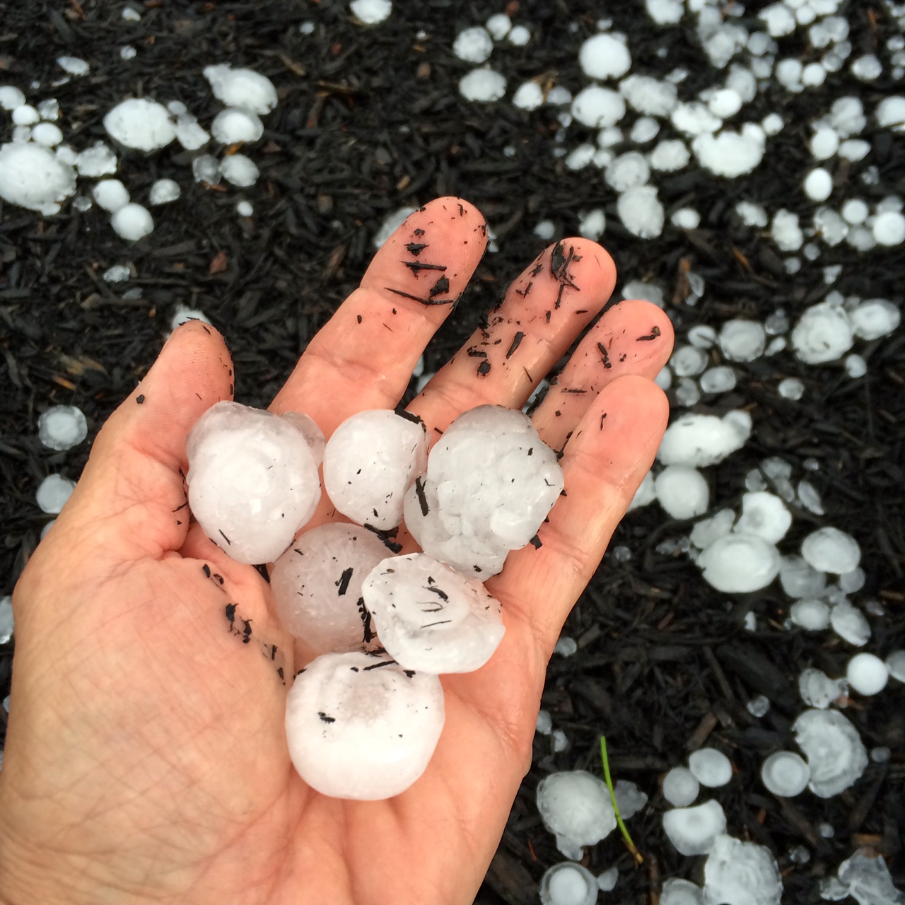 Hail from Kittery, Maine, some of which was the size of golfballs.