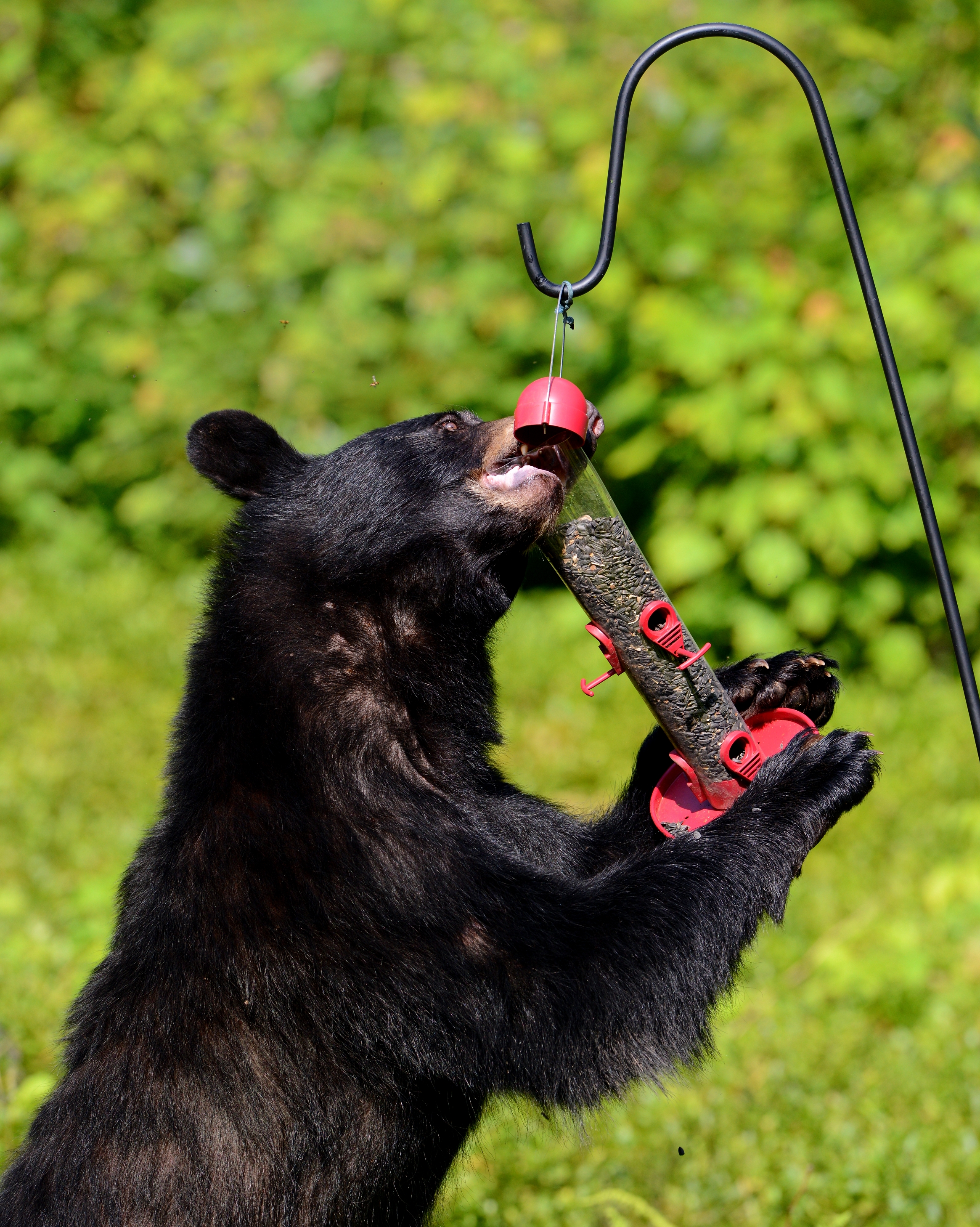 An adult bear at a bird feeder.