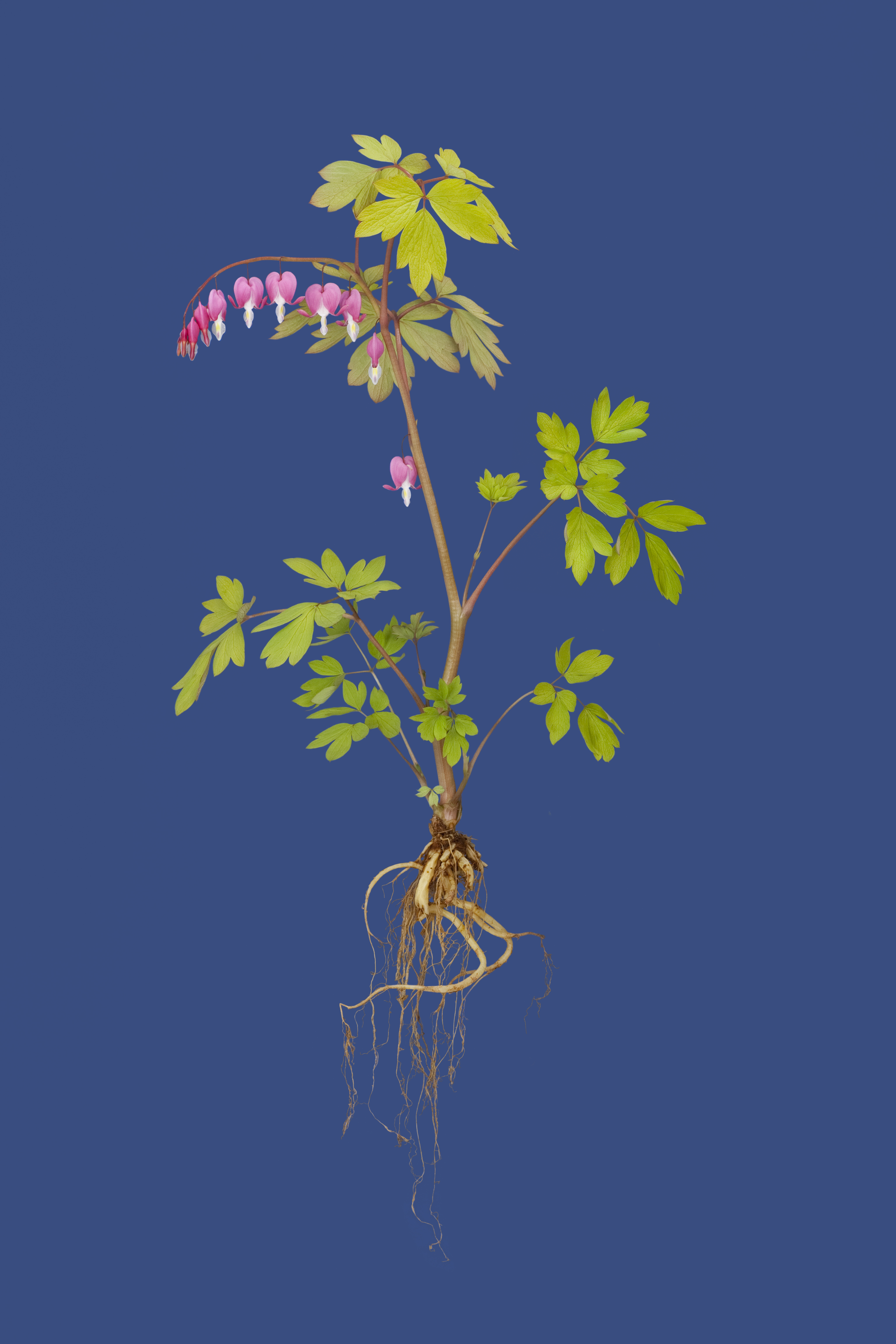 William Rugen’s “Bleeding Heart, Gold Heart.”