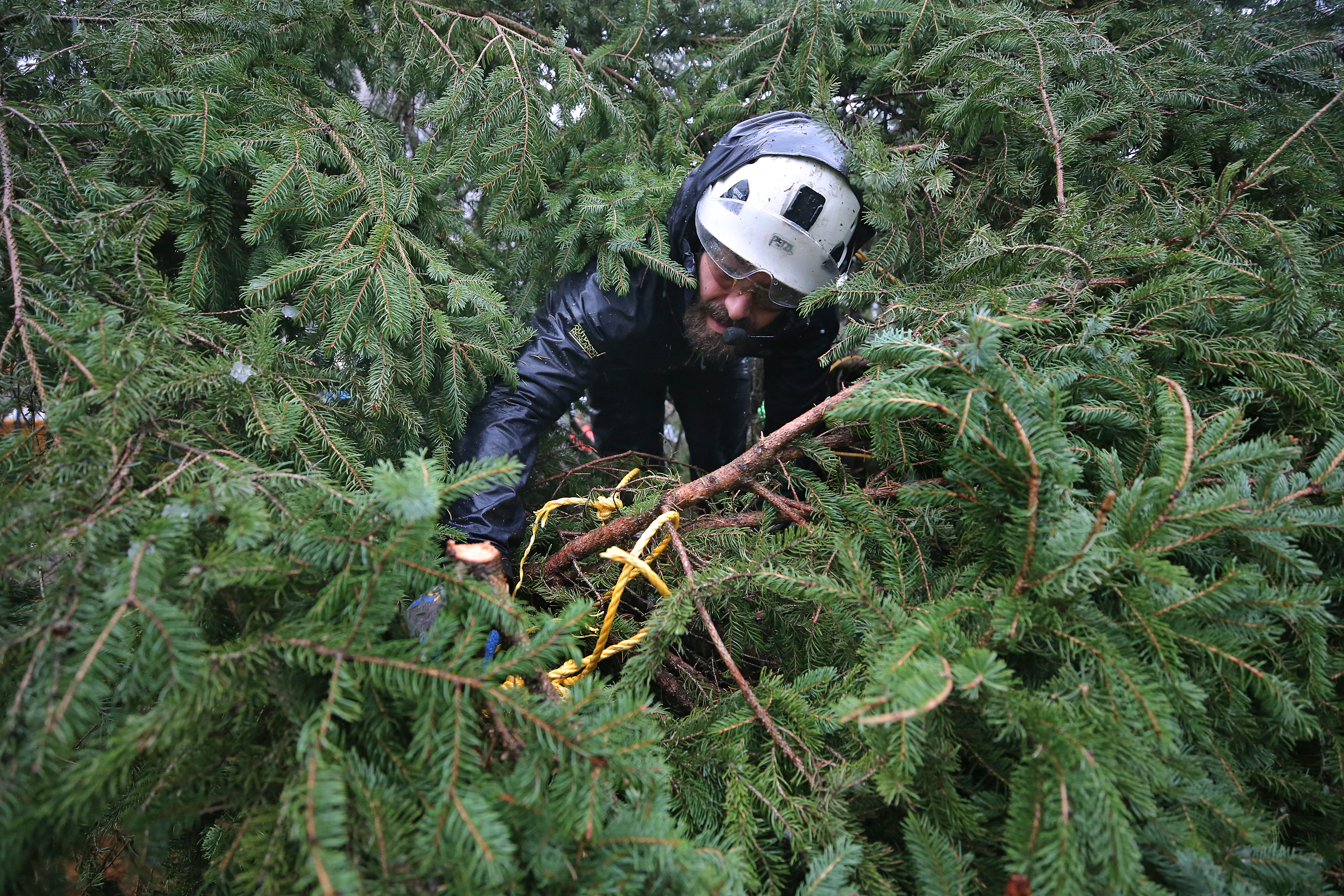 Steve Kendall worked inside the tree to get it ready to be hoisted.