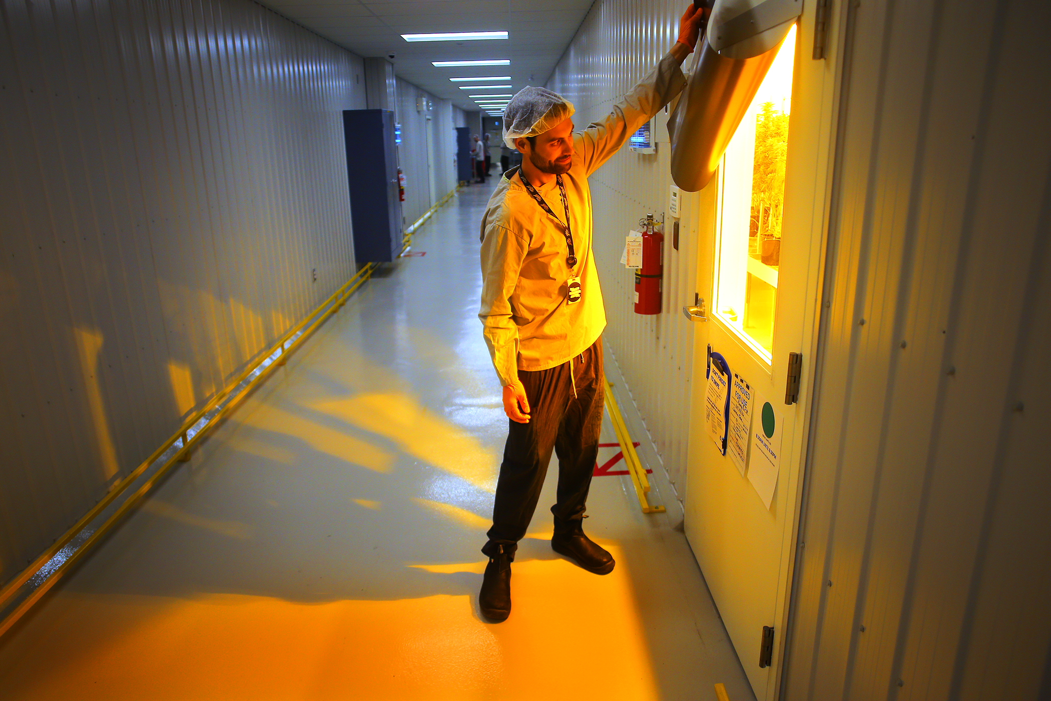 Adam Nelson looked in Growing Room 38 at Canopy Growth headquarters in Smiths Falls.