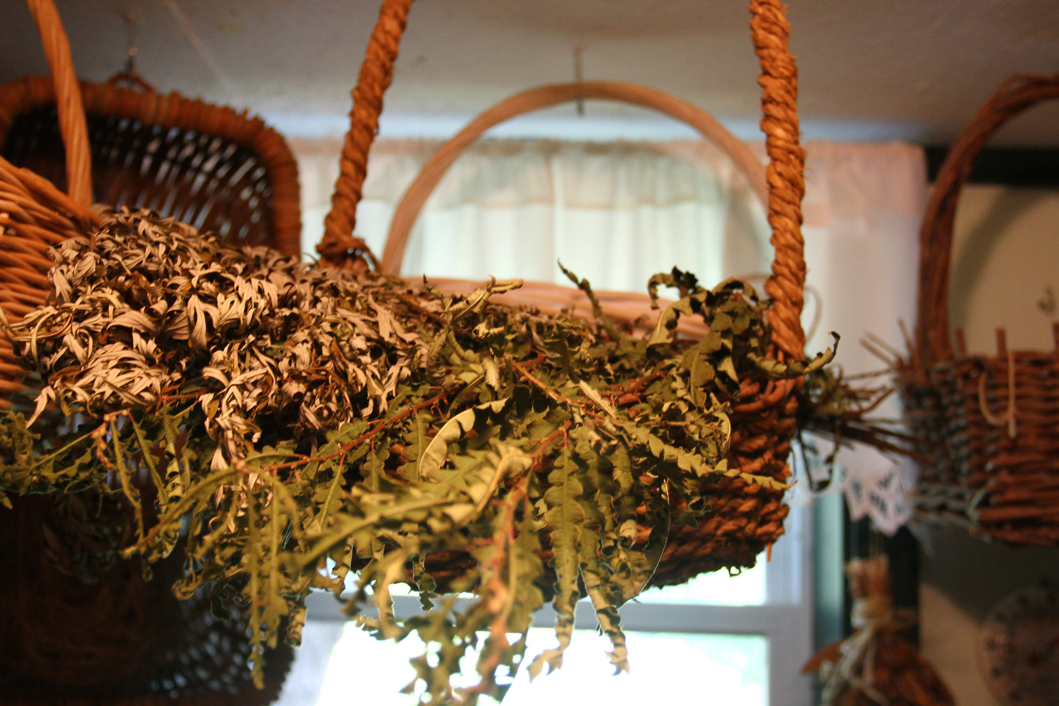 A basket of dried mugwort hung in the apothecary.
