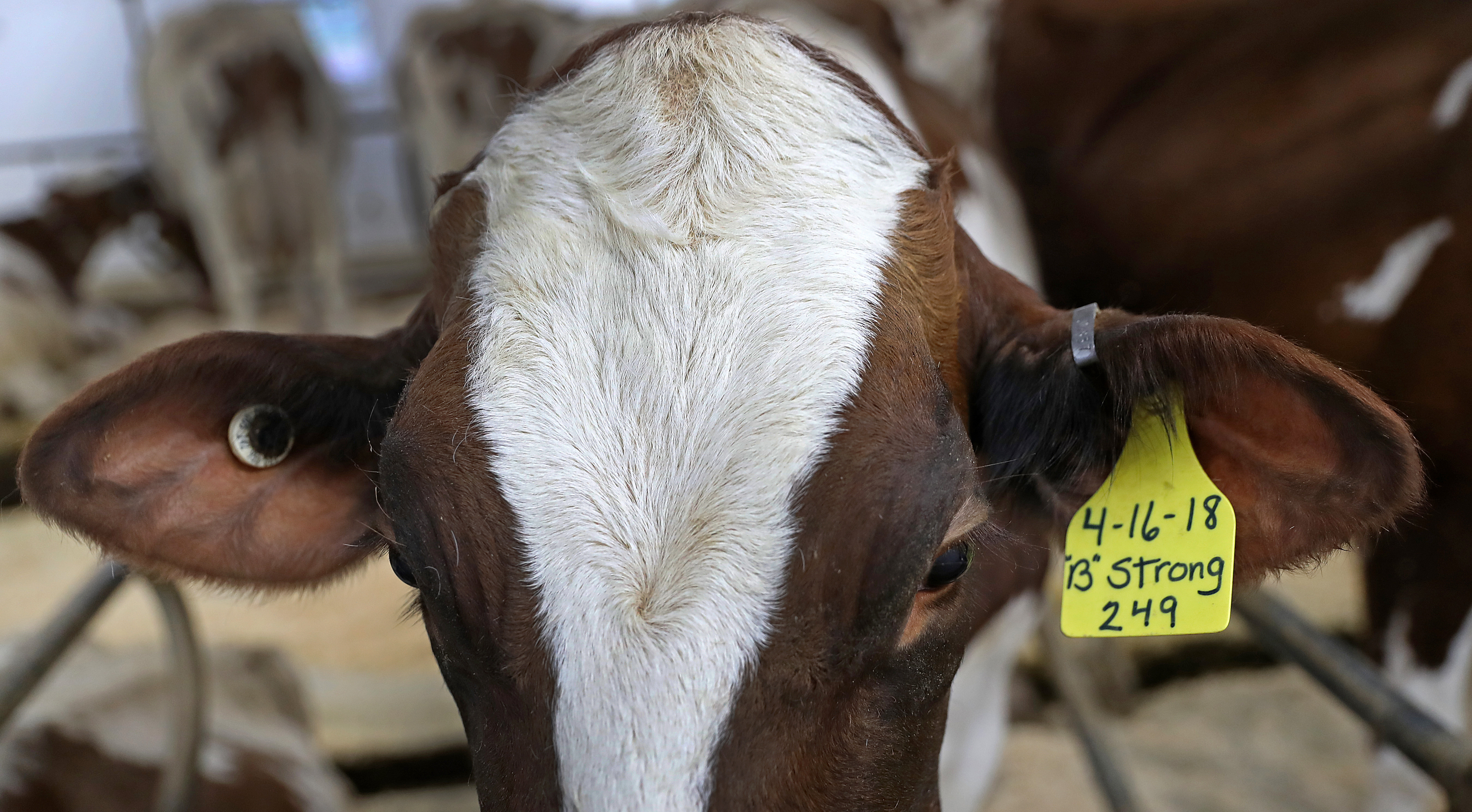 This Hornstra Farms dairy cow is named "B Strong."