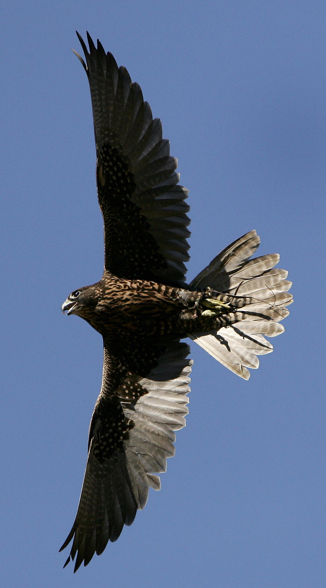 A harris’s hawk is a species native to the desert Southwest.