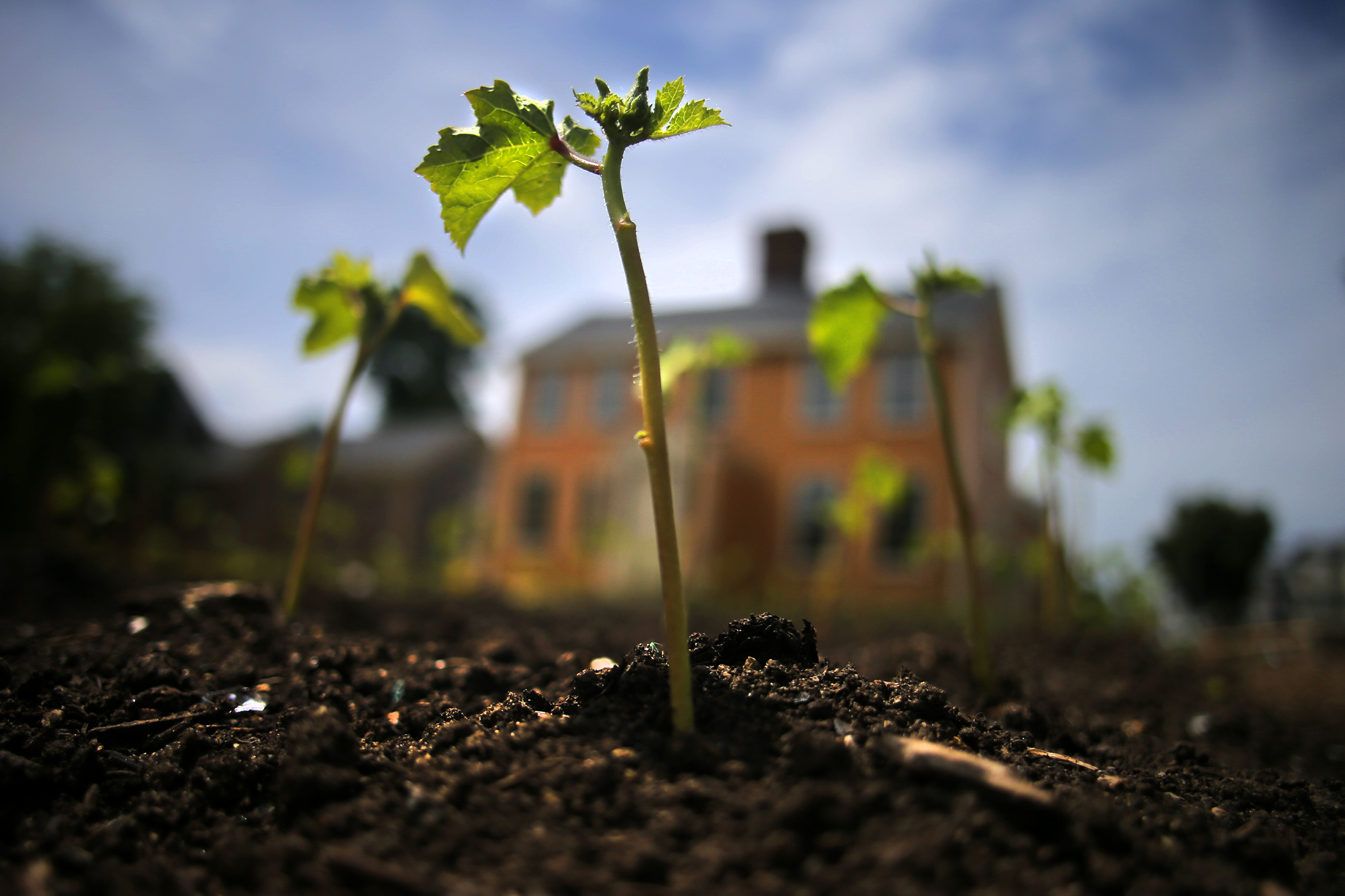 Crops grew outside the house.