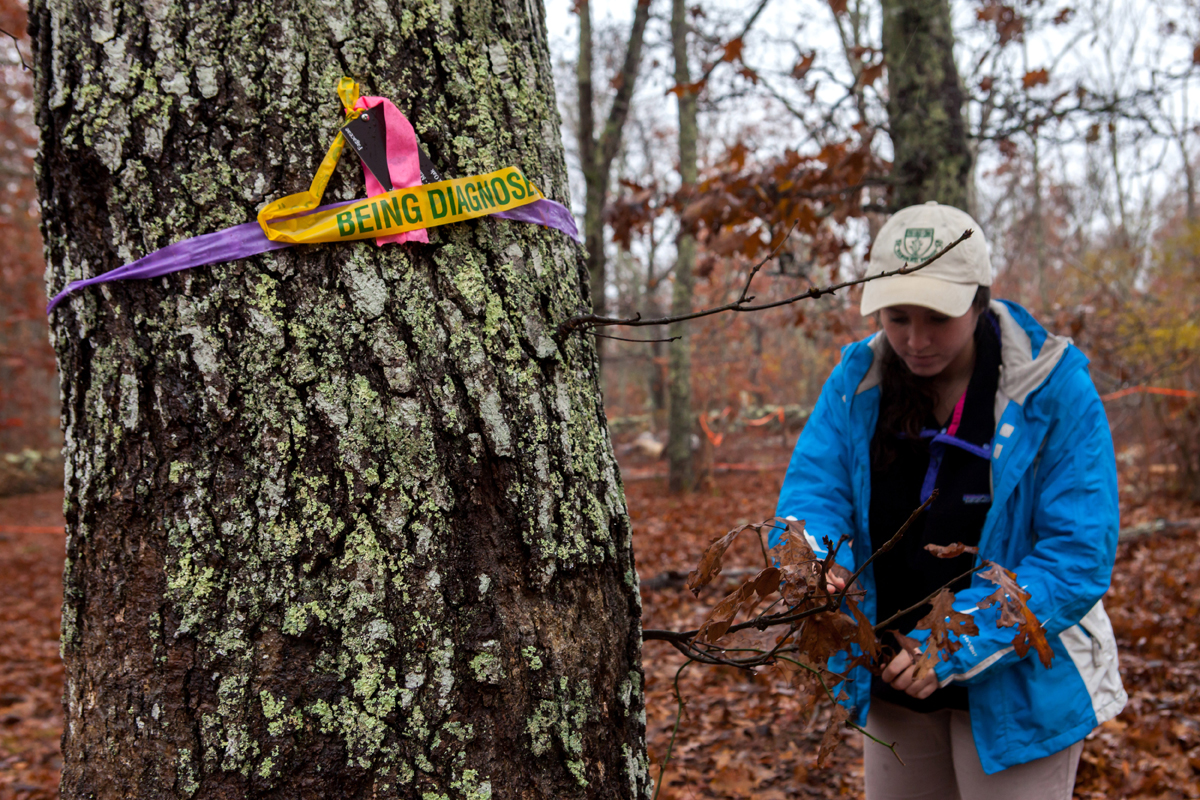 UMass Amherst graduate student Monica Davis, who is studying environmental conservation and doing her master’s thesis on the gall wasp infestation, looks for signs of the pest on a black oak tree in the Polly Hill Arboretum in West Tisbury.