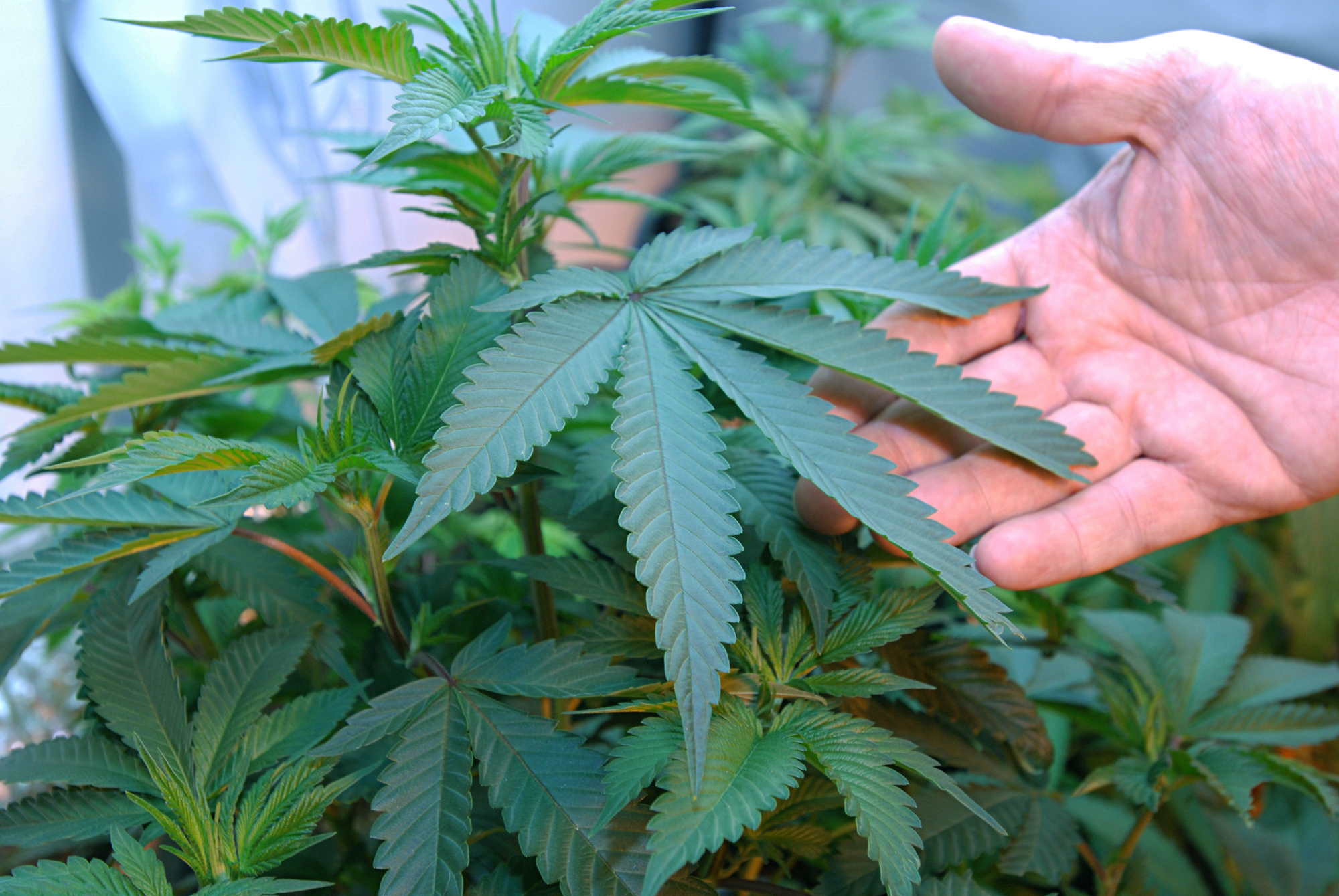 This April 21, 2011, file photo shows marijuana growing in the home of two medical marijuana patients in Medford, Oregon.