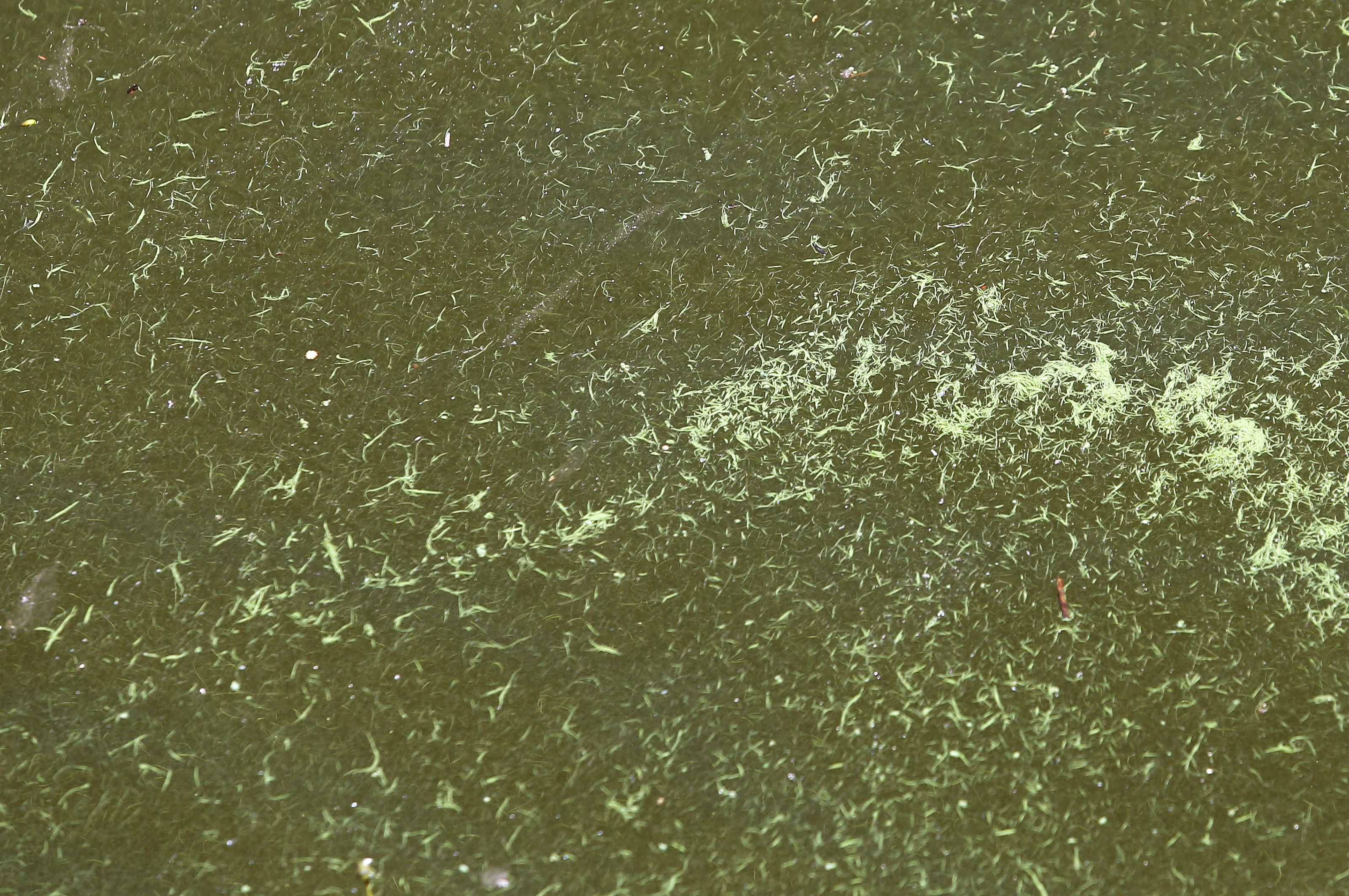 A toxic algae has prompted warnings for boaters and swimmers in the Charles River.