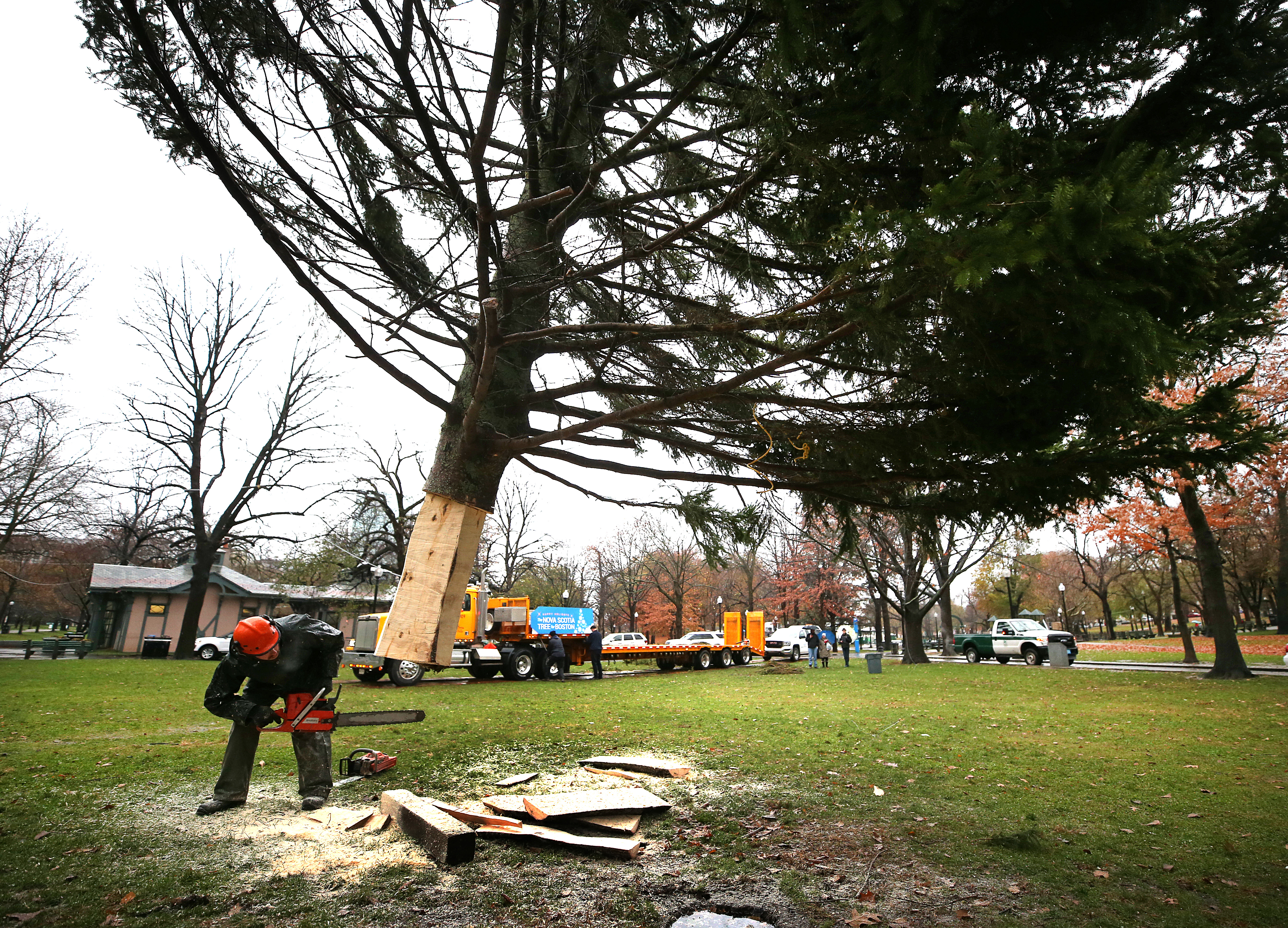 Max Ford-Diamond with Boston Parks and Recreation checked to see whether the tree fits in a hole.