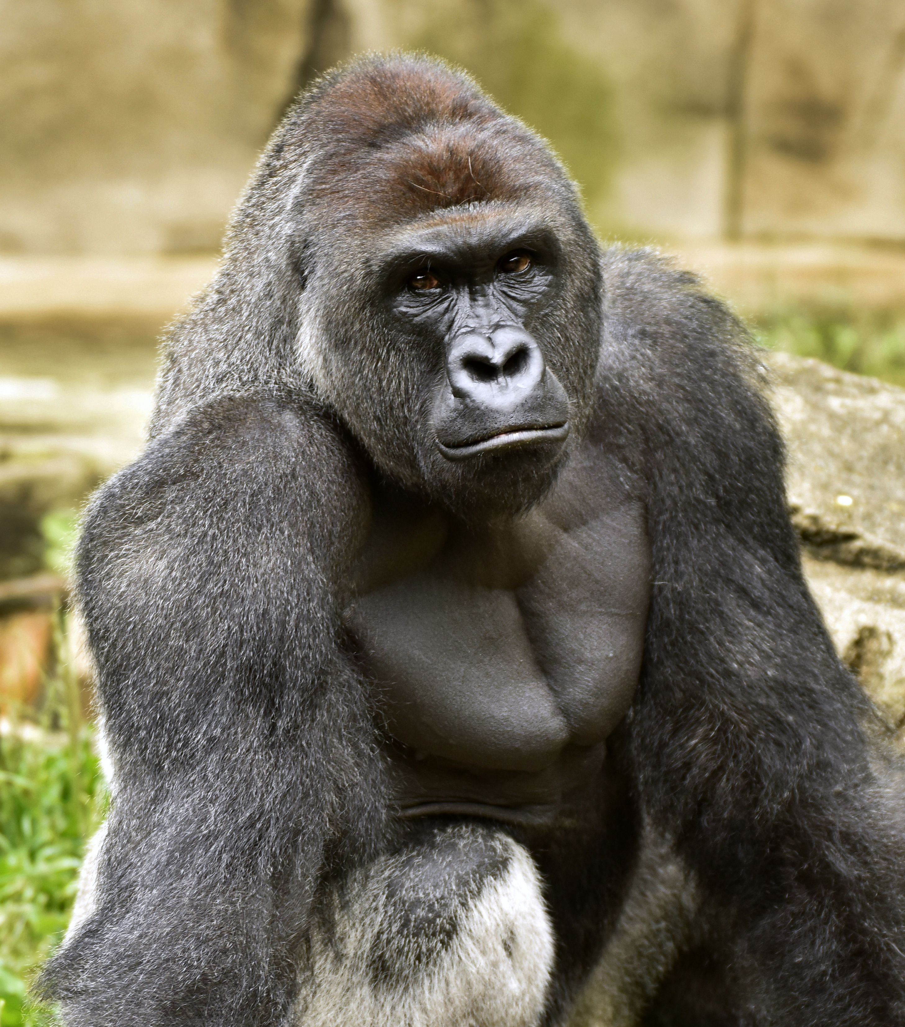 Harambe, a western lowland gorilla, was fatally shot at a Cincinnati zoo in May.