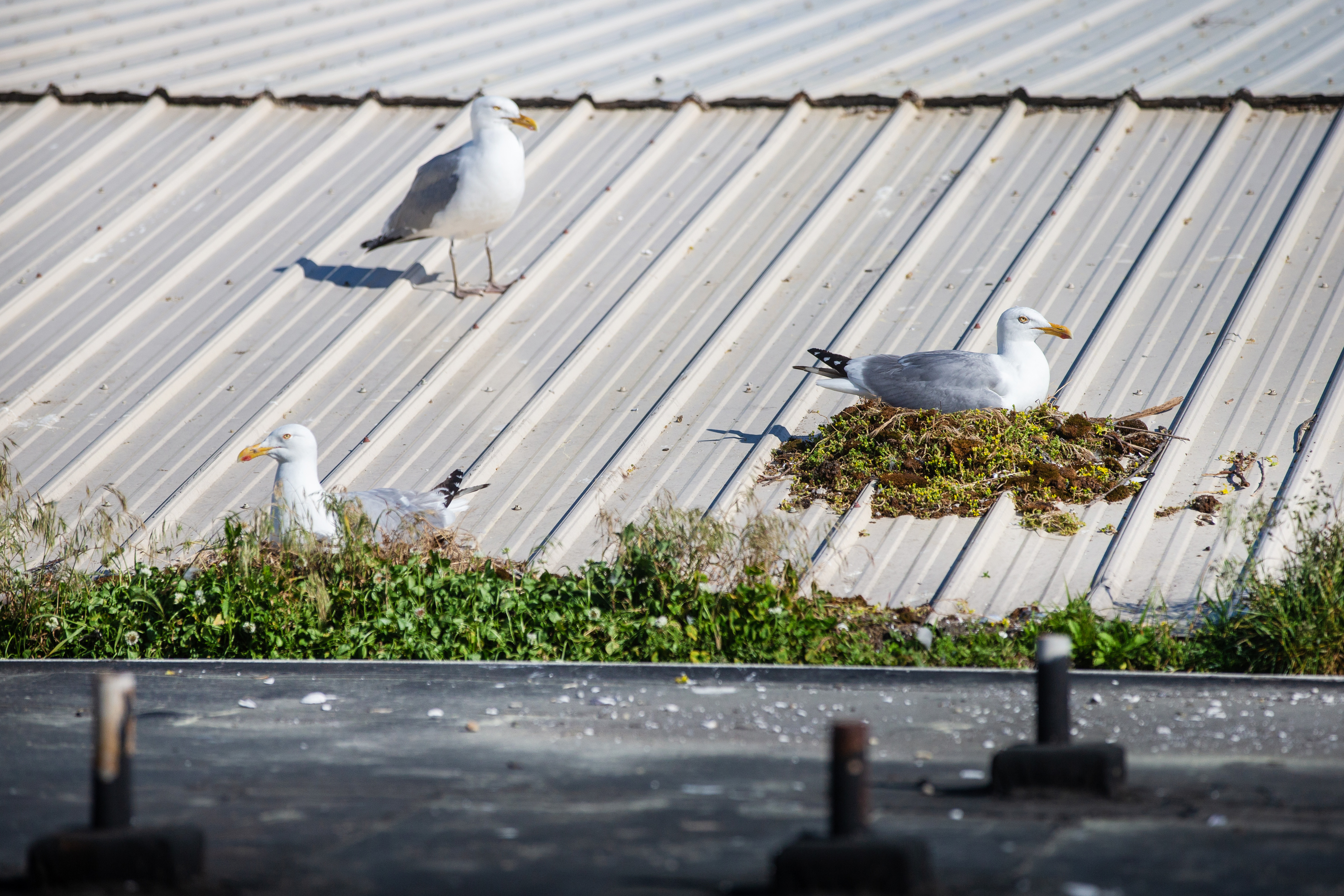 Seagulls nested on the roof of Cape Pond Ice in Gloucester.