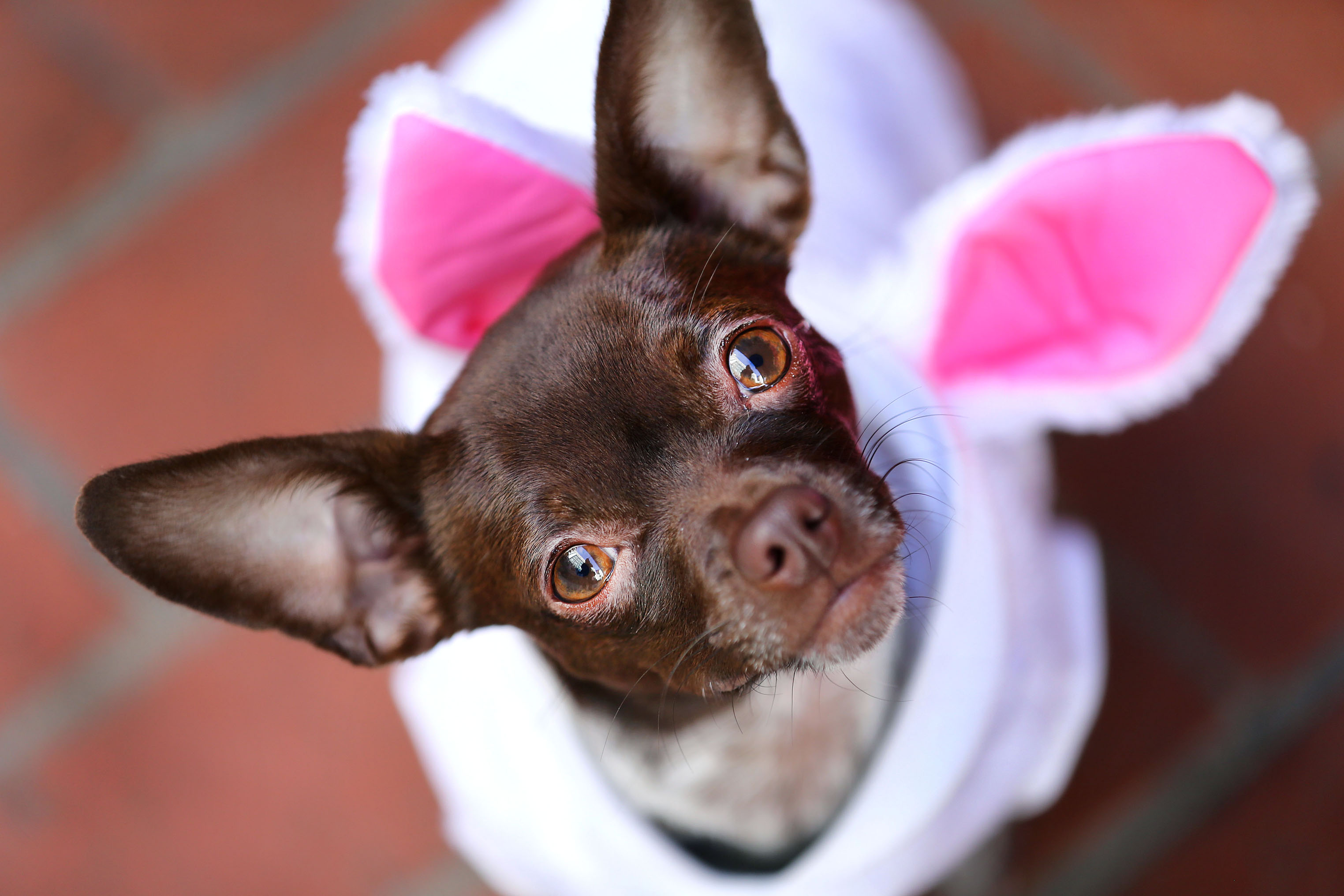 Lilith, a chihuahua mix, looked out from her rabbit costume.