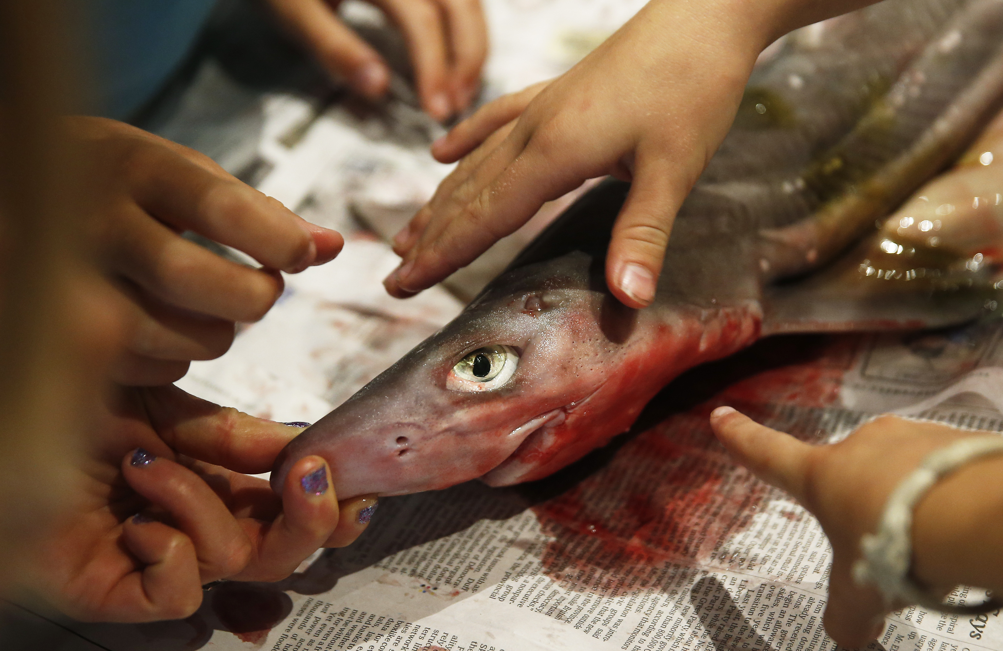 Girls reached out to touch a shark as they gather with female scientists to dissect a dogfish shark.
