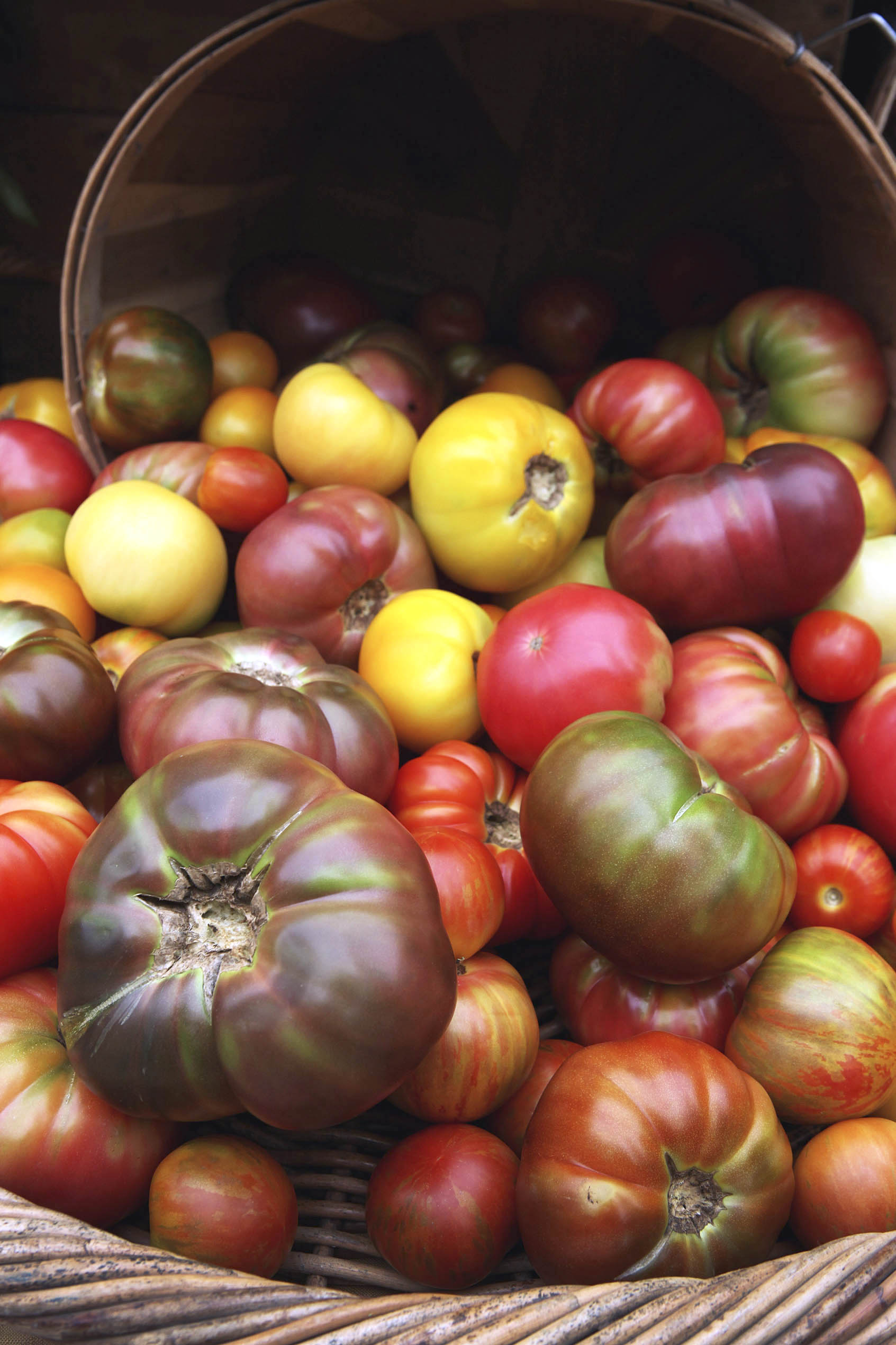 Heirloom tomatoes at Copley Square farmer's market.