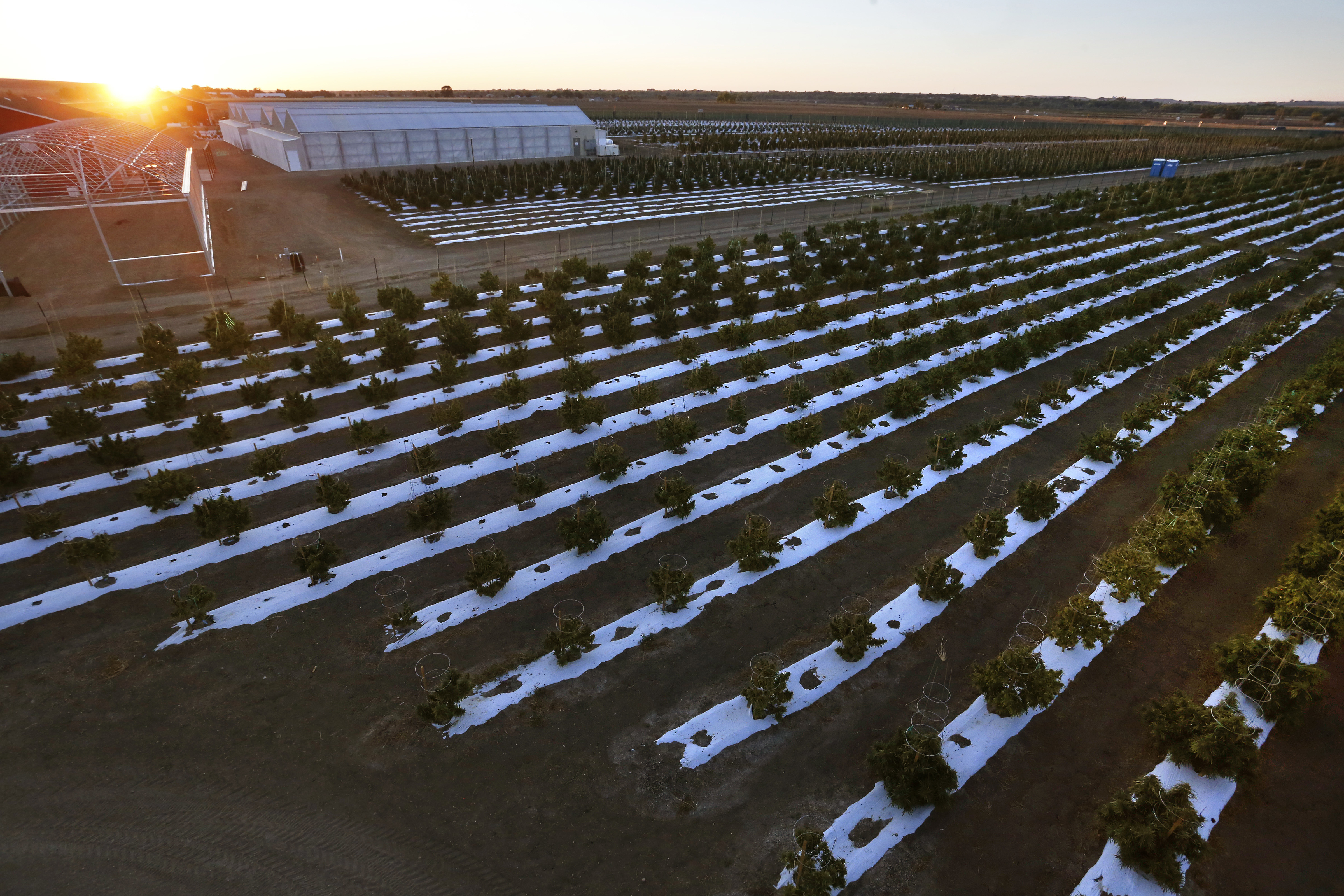 Los Suenos Farms in Avondale, Colorado, is America’s largest legal open air marijuana farm.