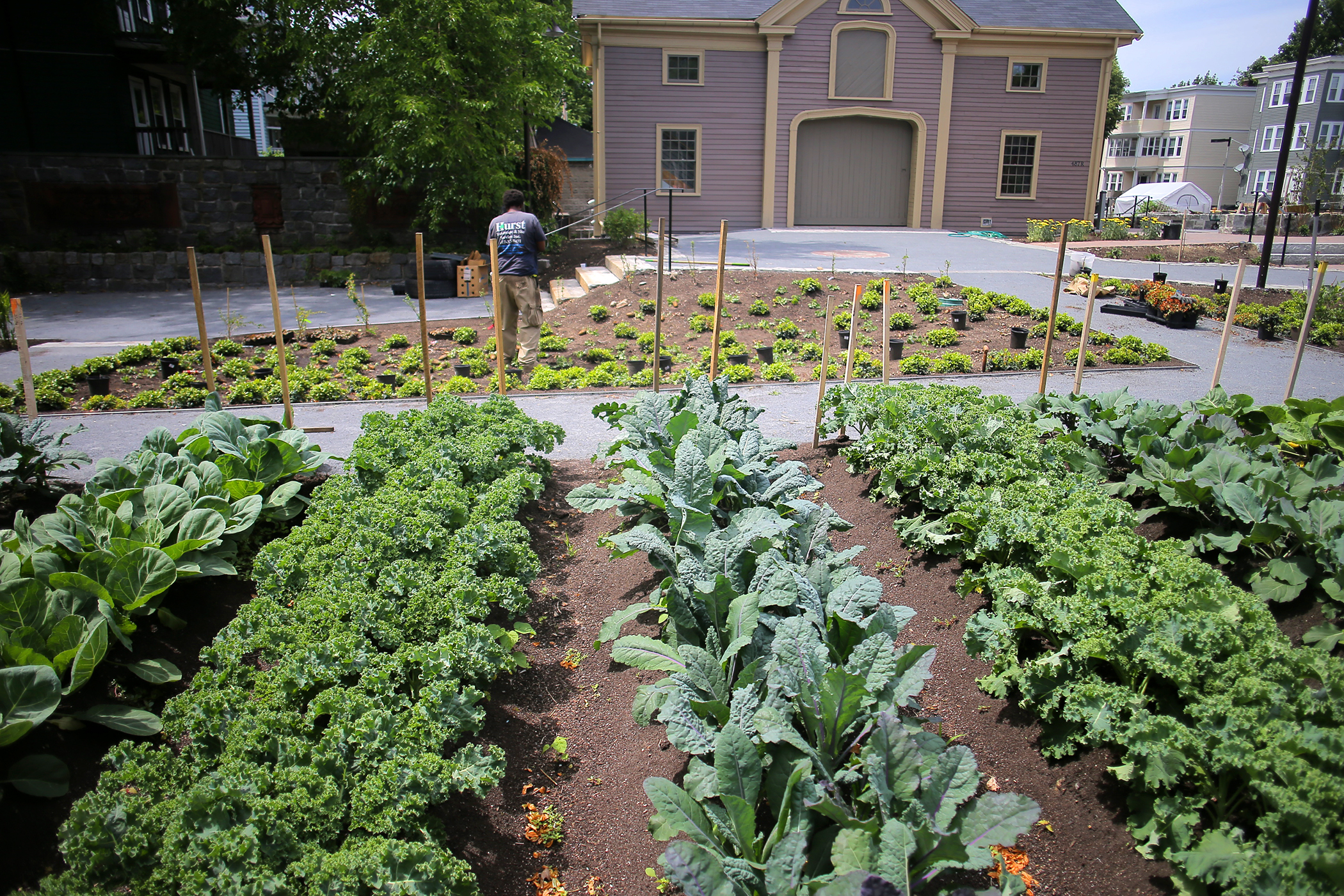 Rows of crops grew outside the barn.
