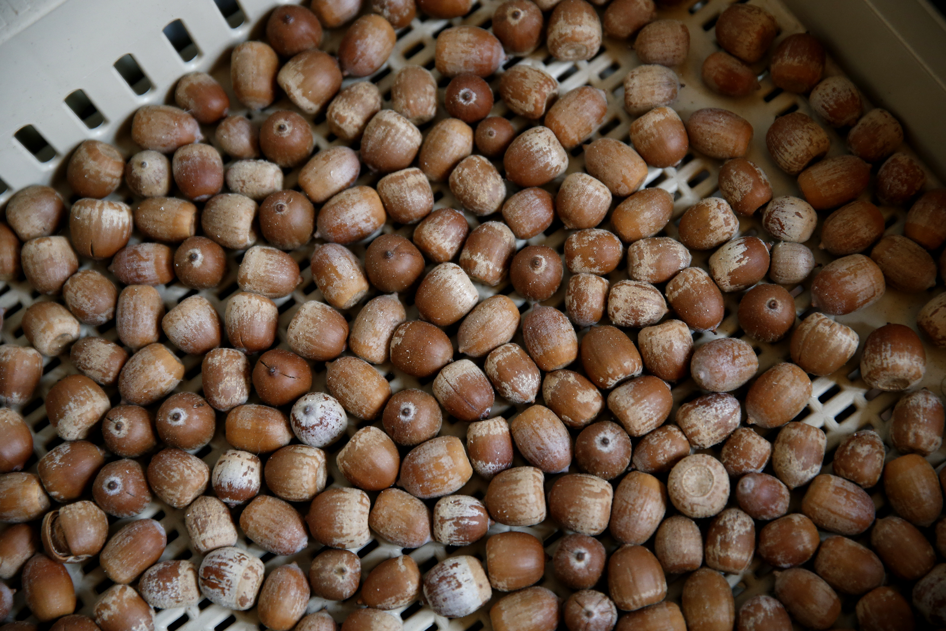 Acorns waiting to be processed and turned into flour sat inside Daniel Vitalis’ home.
