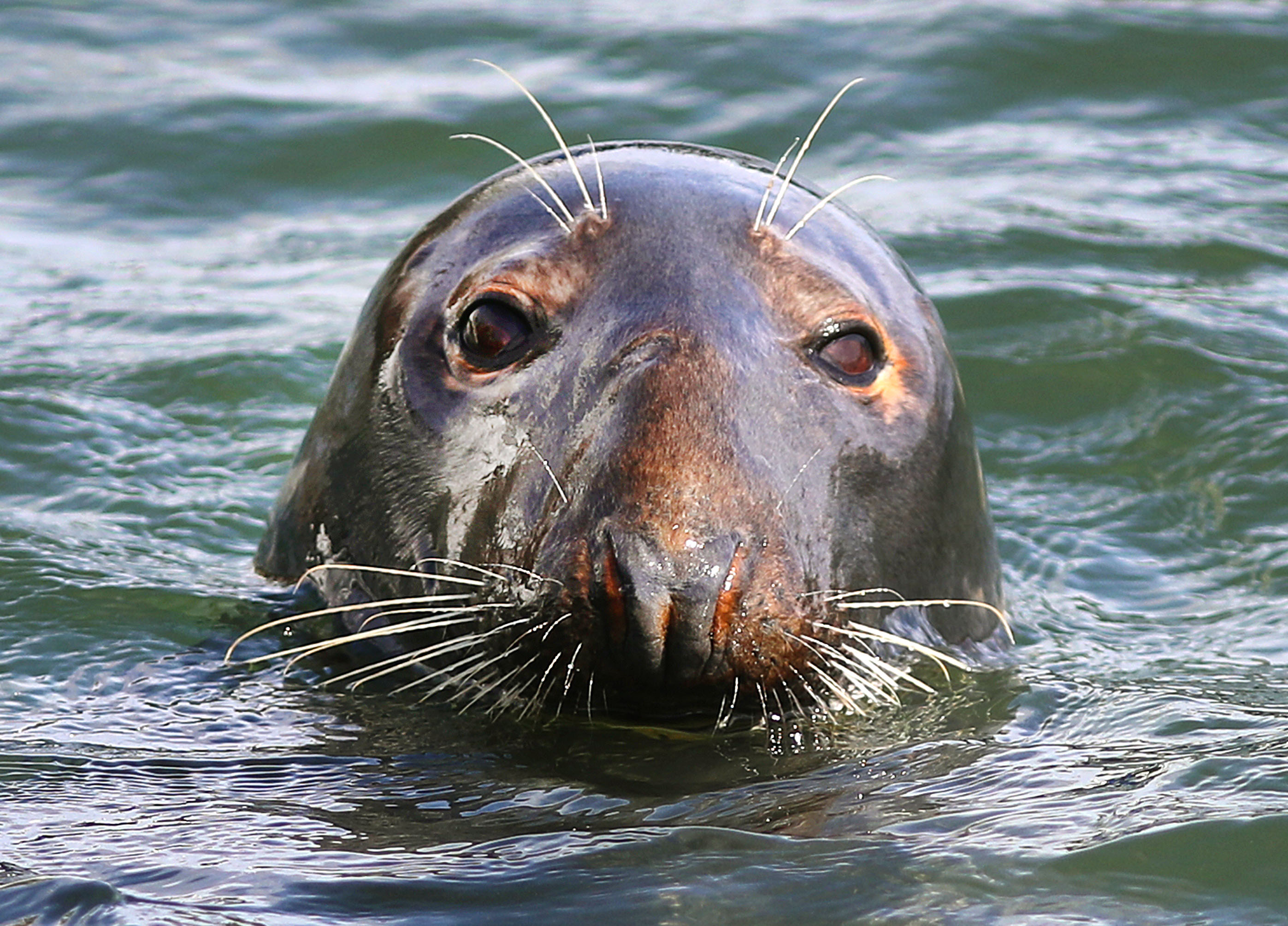 A seal basked in the water next to the Chatham Fish Pier where scraps of fish are a source of food for them, and they in turn are food for sharks.