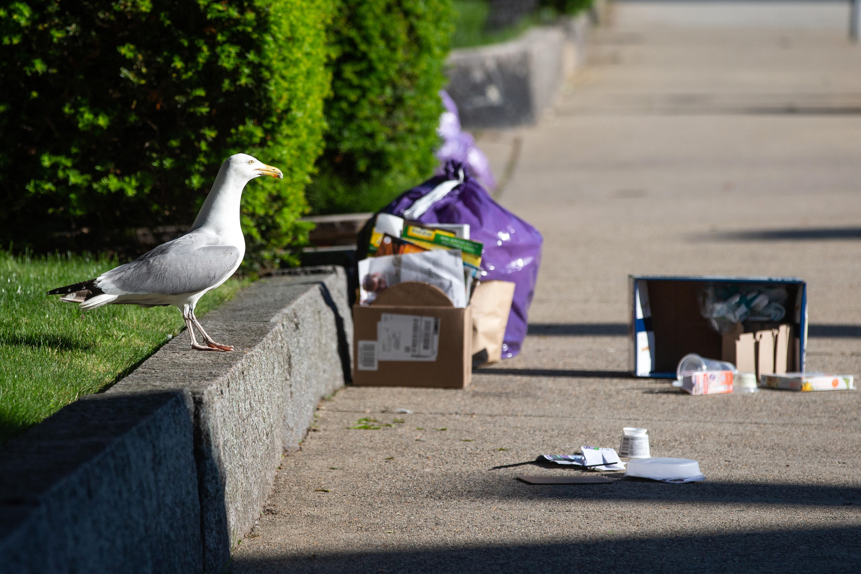 A seagull examined trash on Pleasant Street in Gloucester.