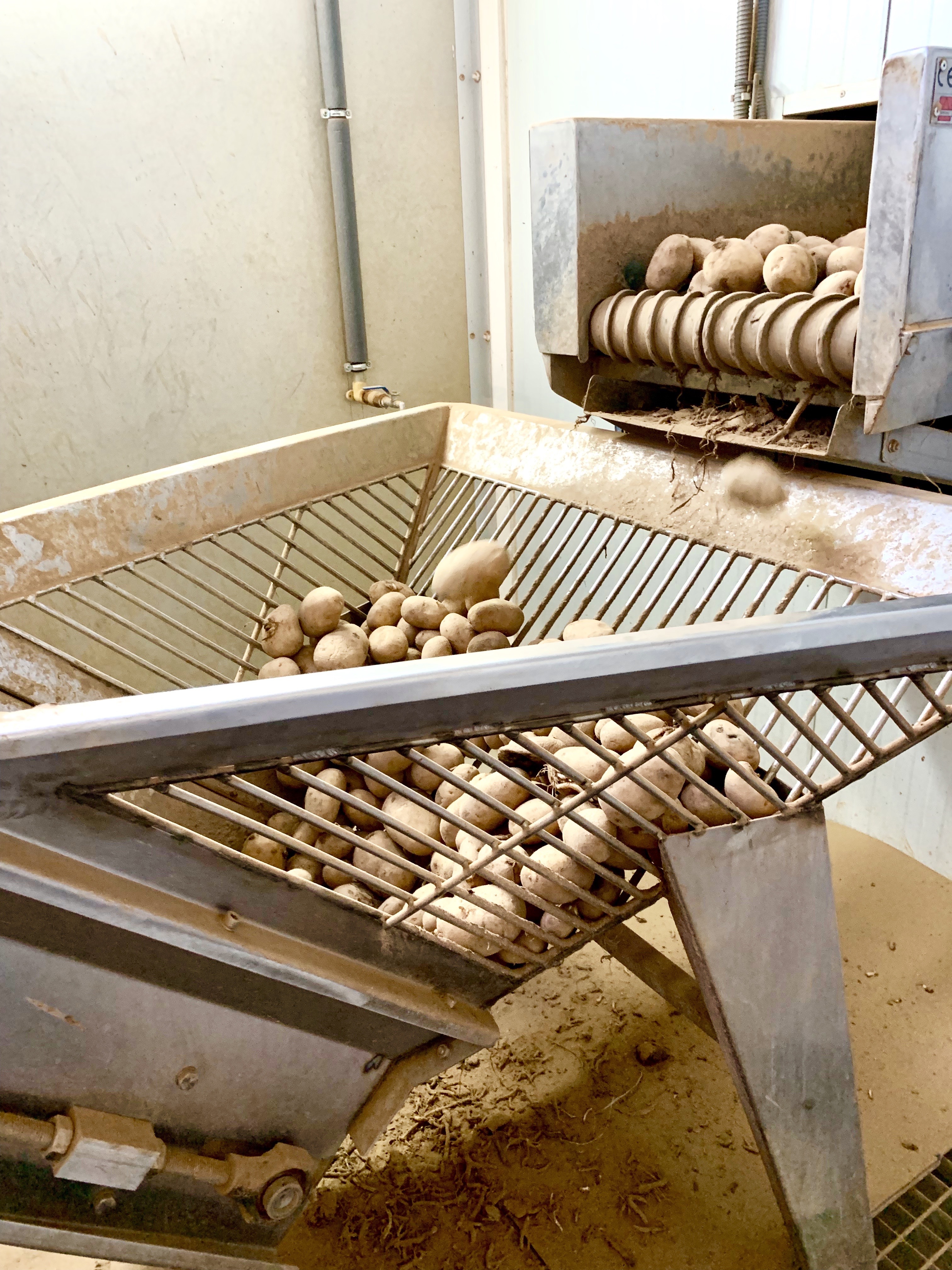 Local Agria potatoes are cleaned at the factory.