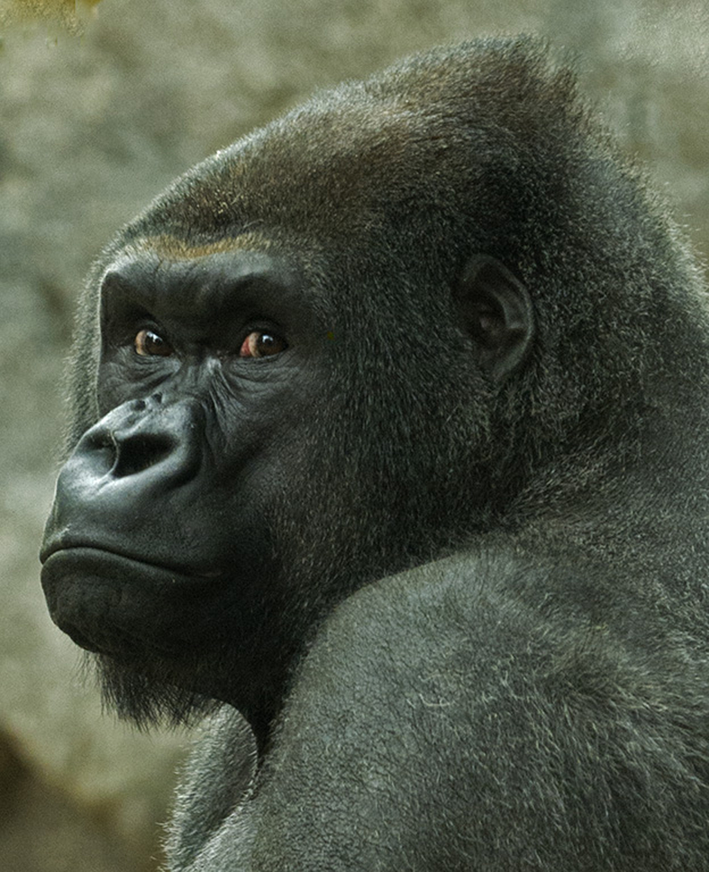 Little Joe the gorilla turns 23 this week.