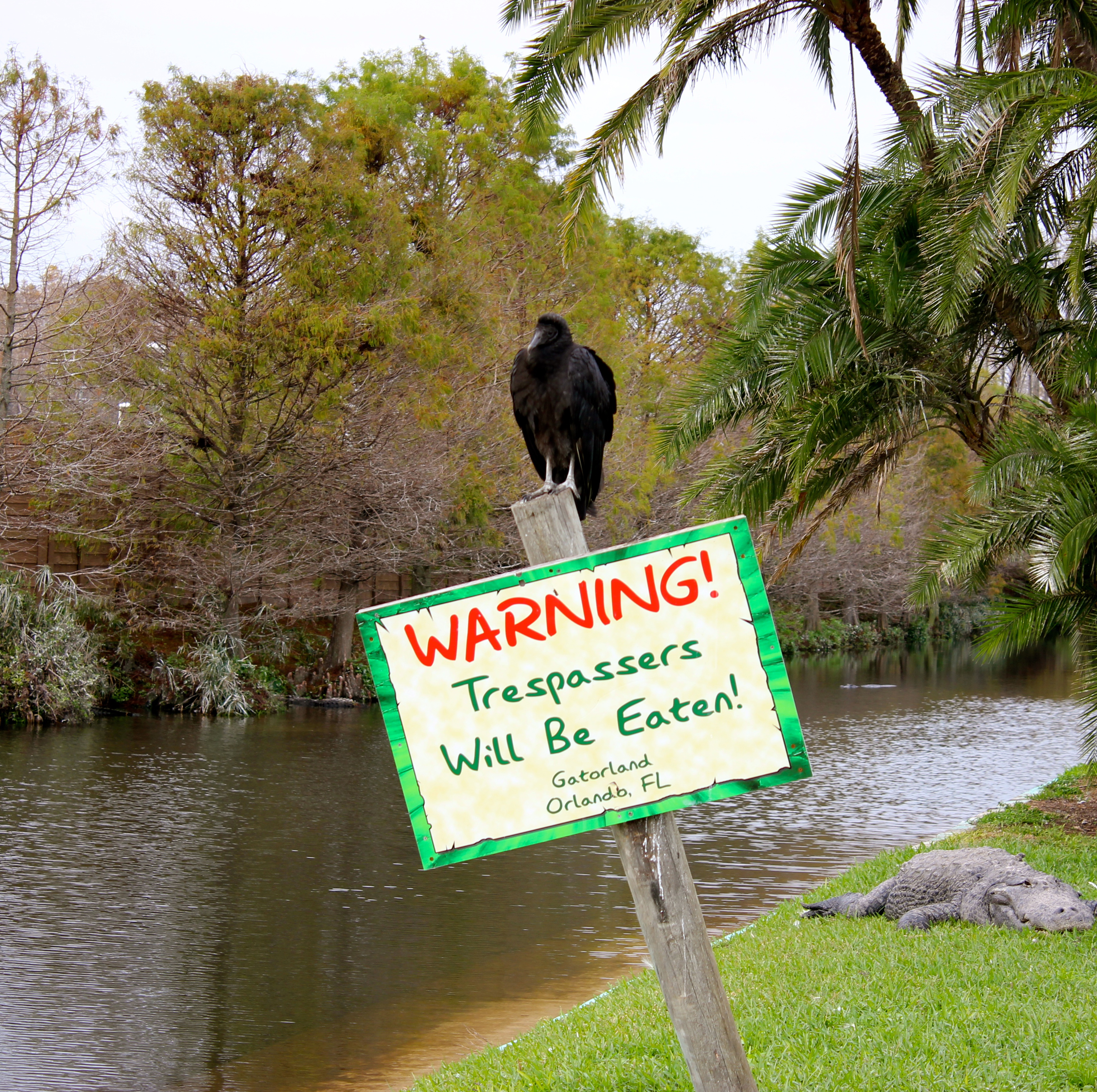 A Gatorland inhabitant.