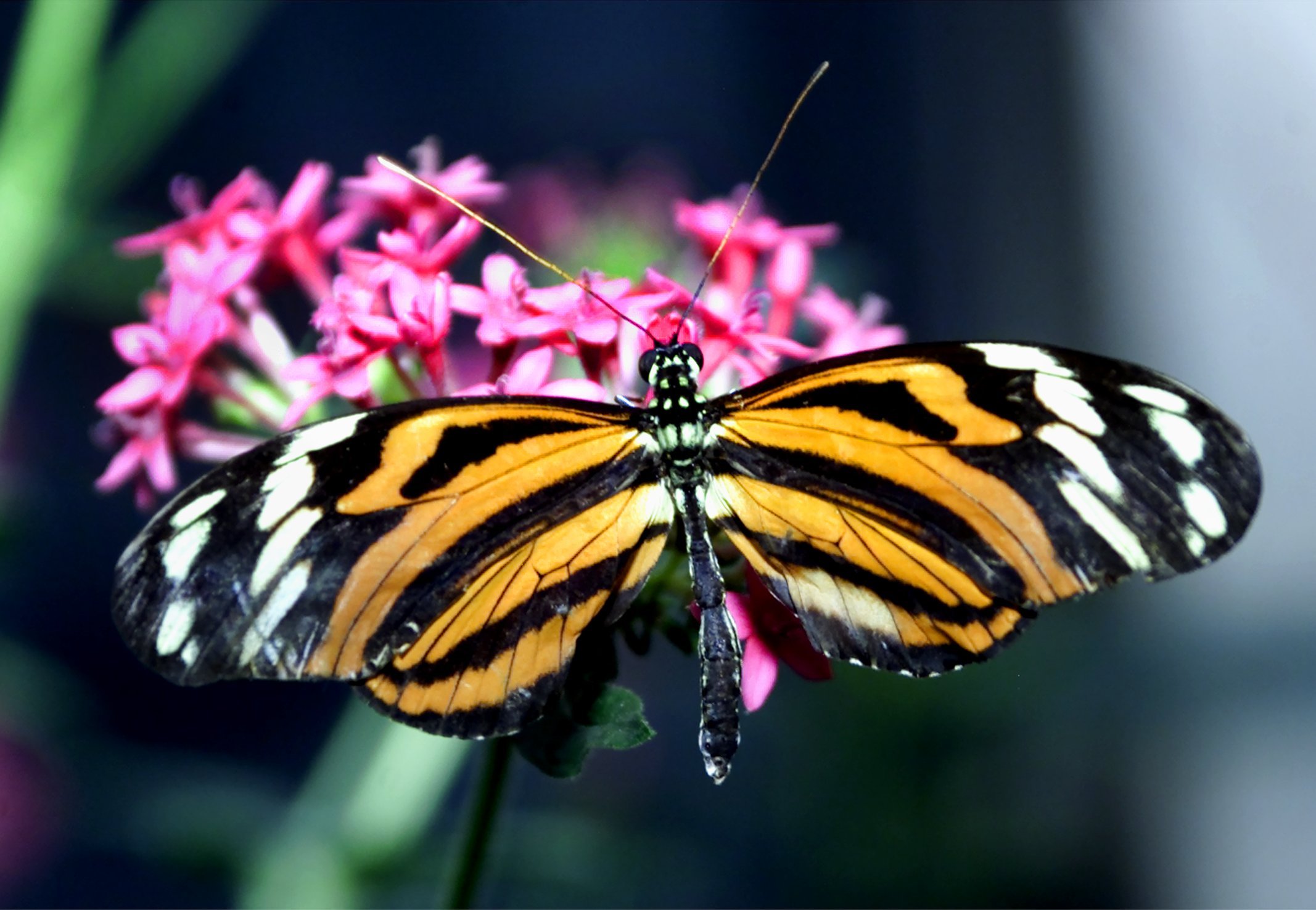<b>The Magic Wings Butterfly Conservatory and Gardens is home to nearly</b> 4,000 different exotic butterflies.