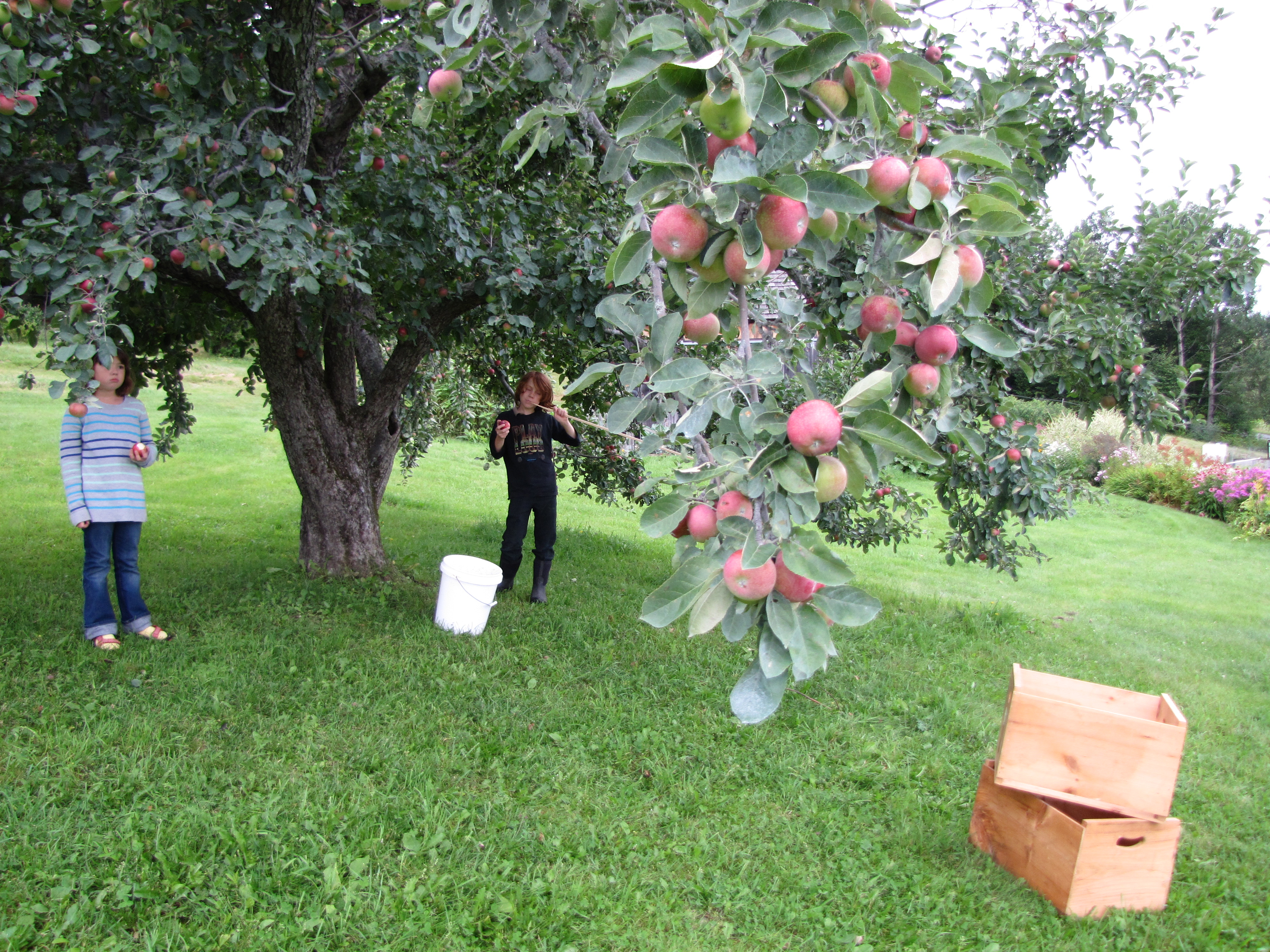 You can pick your own apples and sample cider at Bear Swamp Orchard & Cidery in Ashfield, Mass.