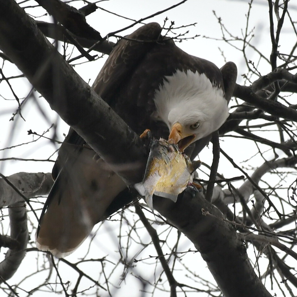 This bald eagle was photographed on the Esplanade on April 12.