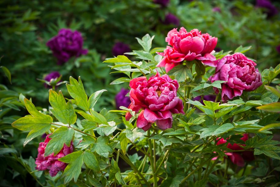 Why aren’t my peonies thriving? The Boston Globe