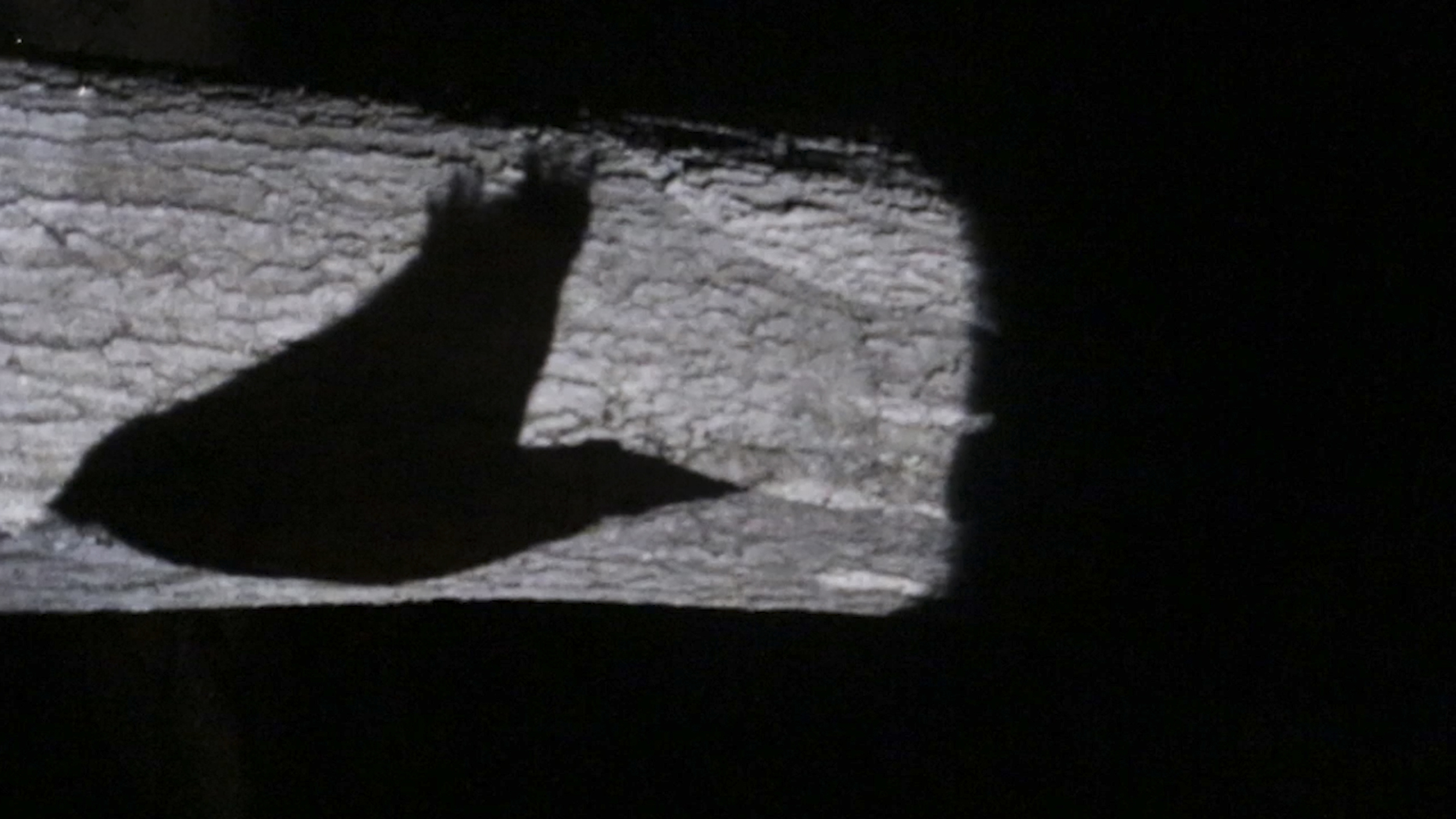 Video still from Katie Doyle’s “Thirteen Ways of Looking at a Blackbird.”