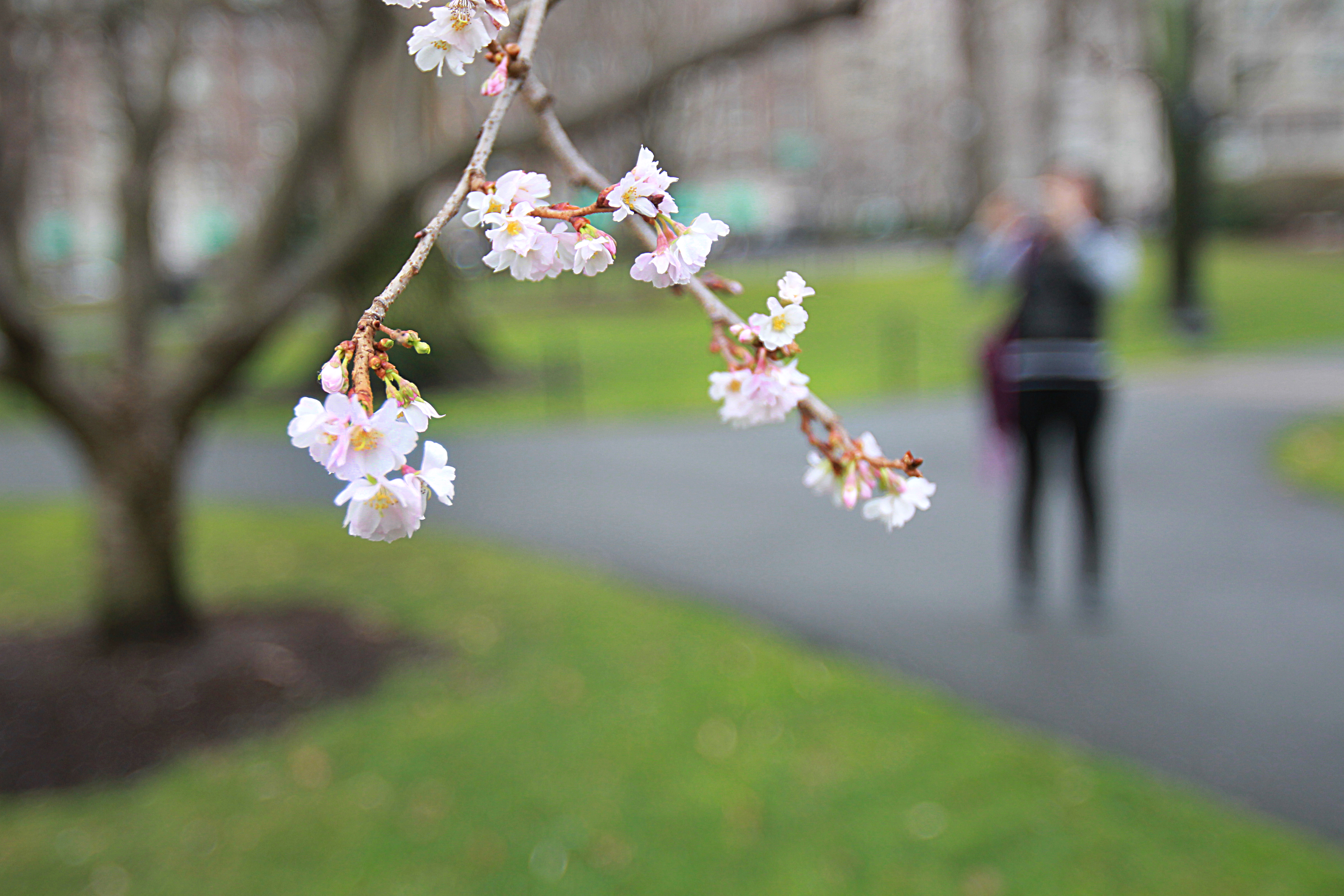 Cherry trees in the Public Garden displayed their blossoms.