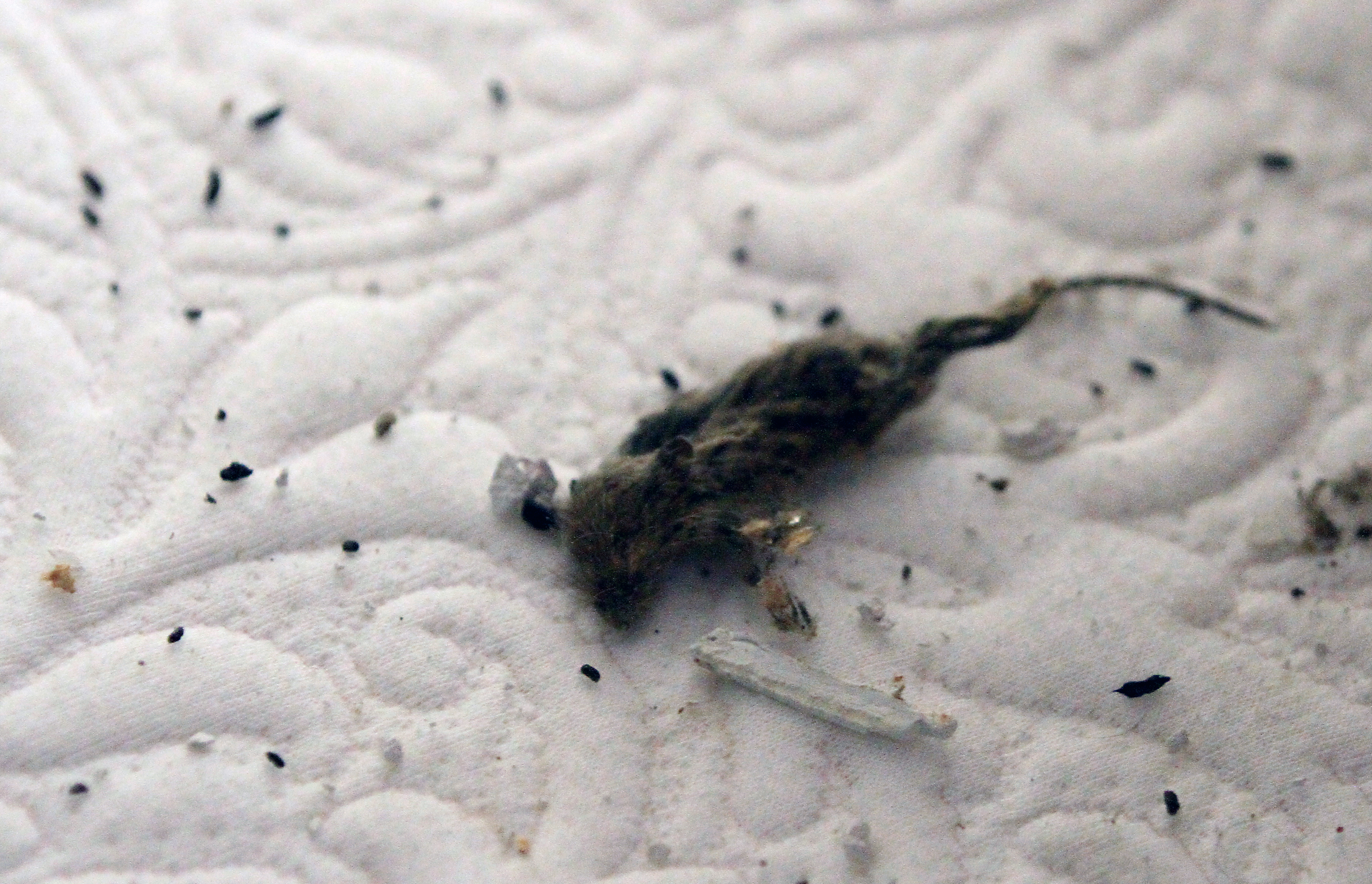 This house on Linden Street in Allston was infested with rodents, had electrical problems, and was in overall disrepair. Still, the student tenants paid more than $5,000 a month in rent.