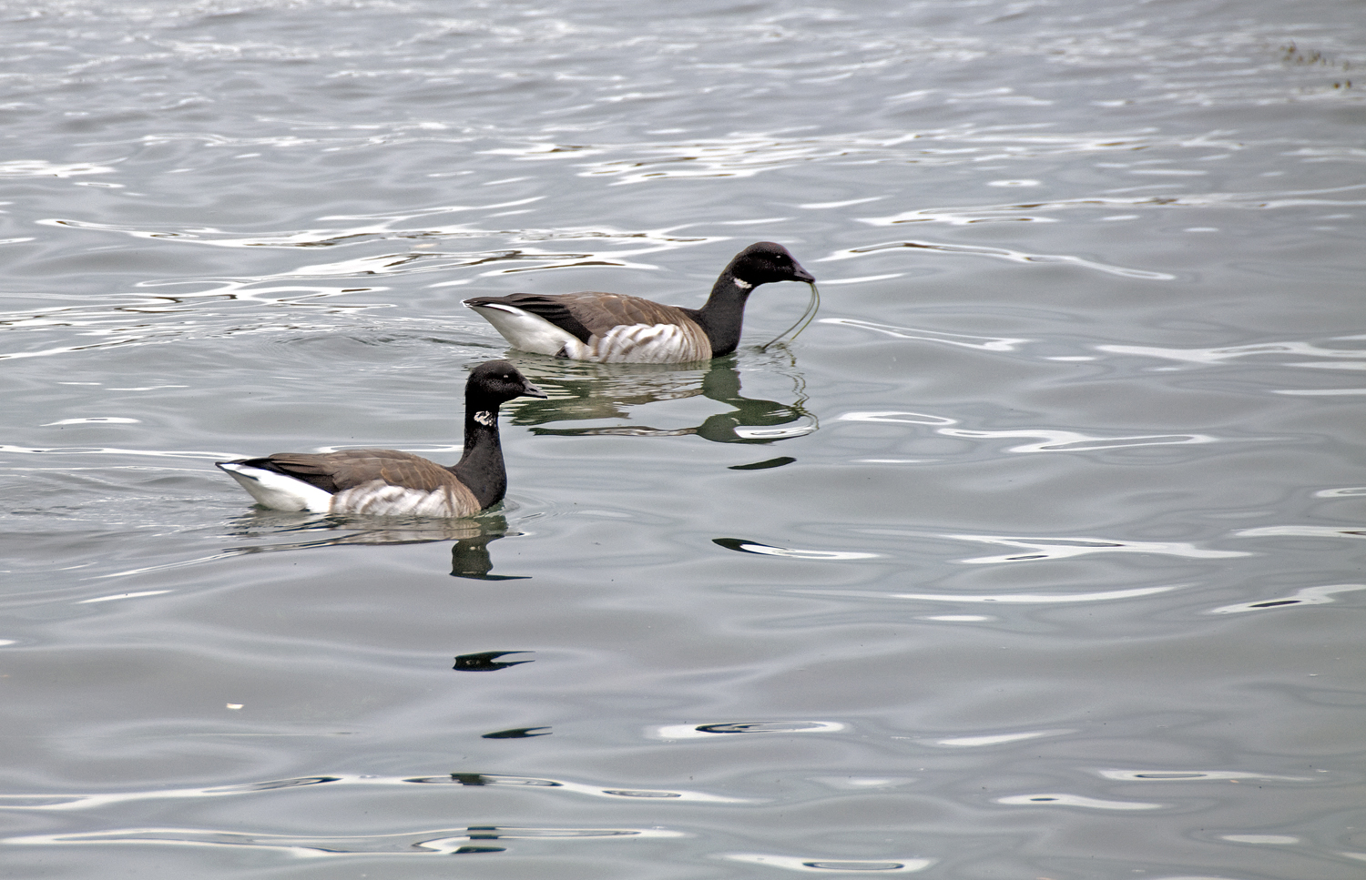 As the importance of sea grass is being recognized, many coastal environments are literally slipping away. Pictured: Brant geese made a meal of some sea grass.