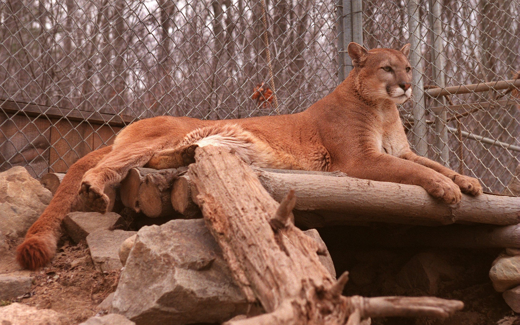 A mountain lion visited the Quabbin Reservoir area in the late 1990s.
