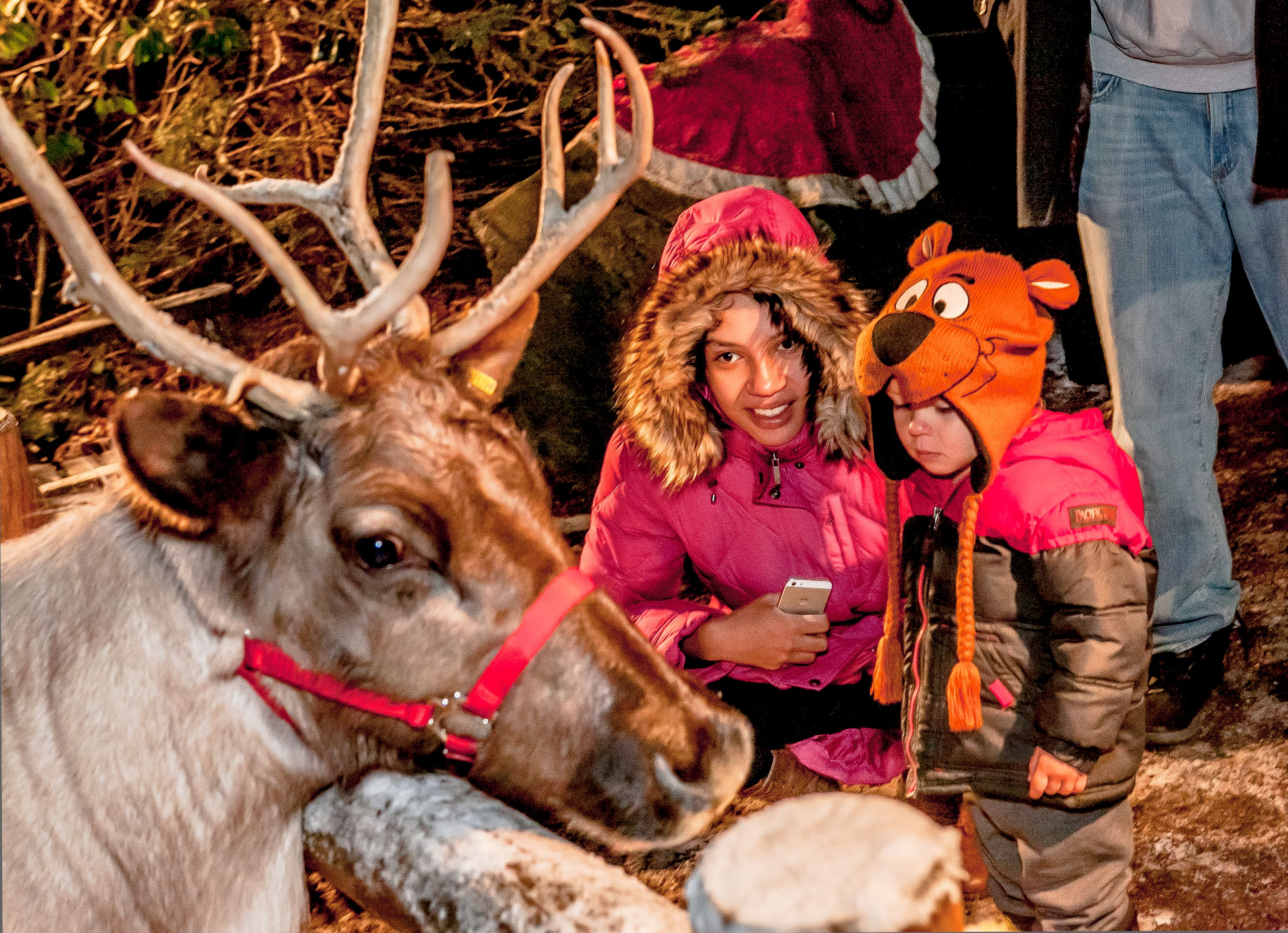 Reindeer and more at the Stone Zoo celebration.