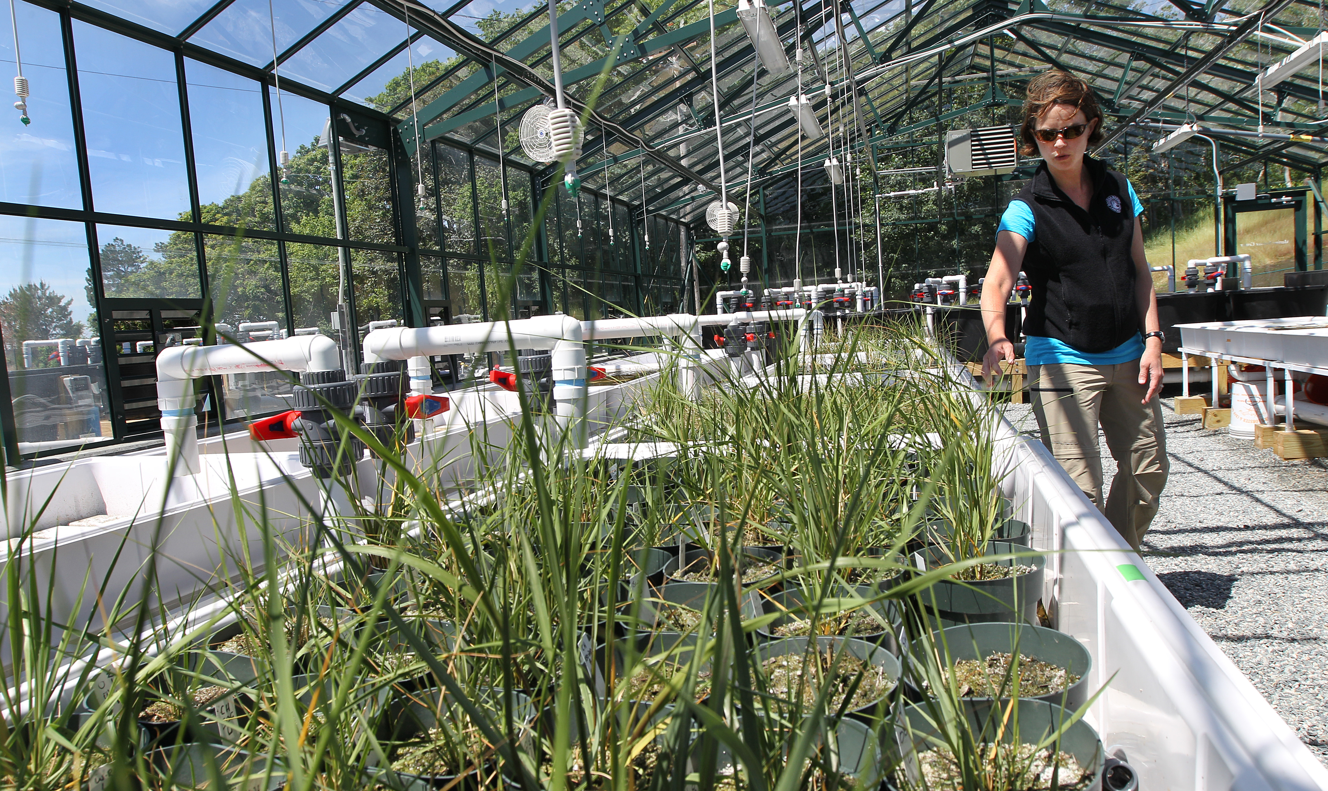 Randall Hughes, a Northeastern professor, described a study of salt marsh plants in the Nahant campus greenhouse.