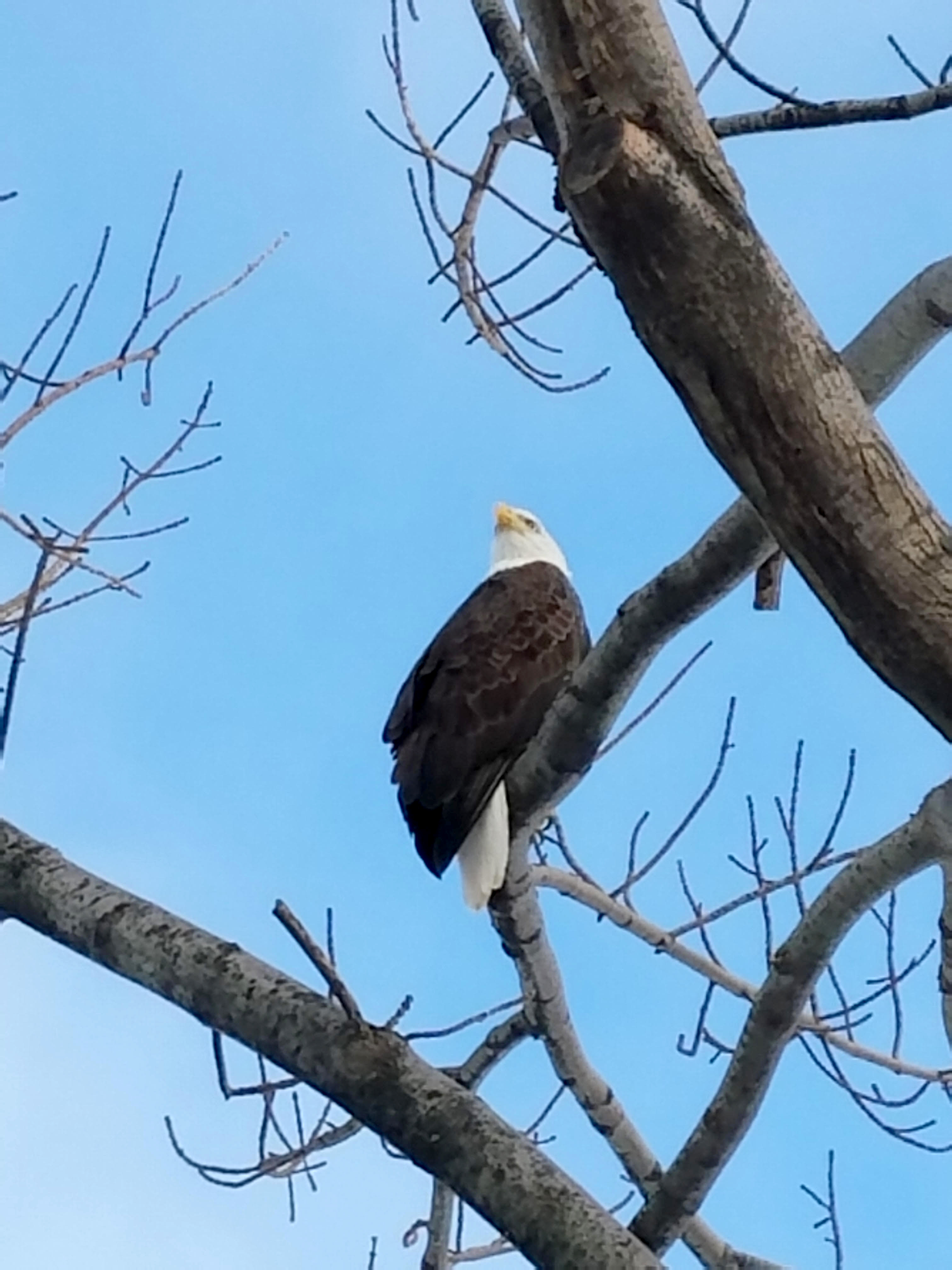 Bald eagle photographed along the Charles River Esplanade by Renee Portanova, Horticulture Manager at the Esplanade Association. Photo/Renee Portanova