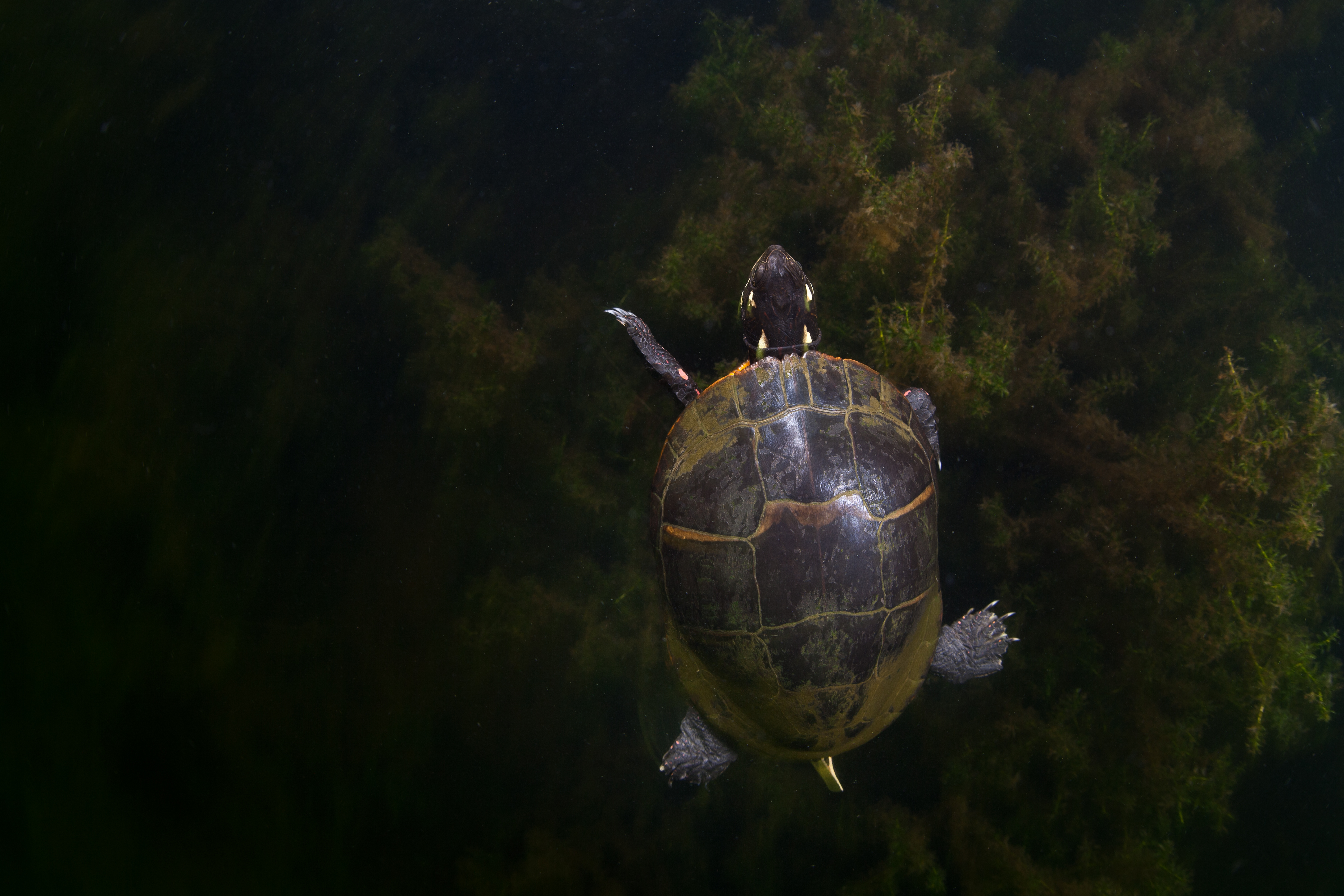 A painted turtle.