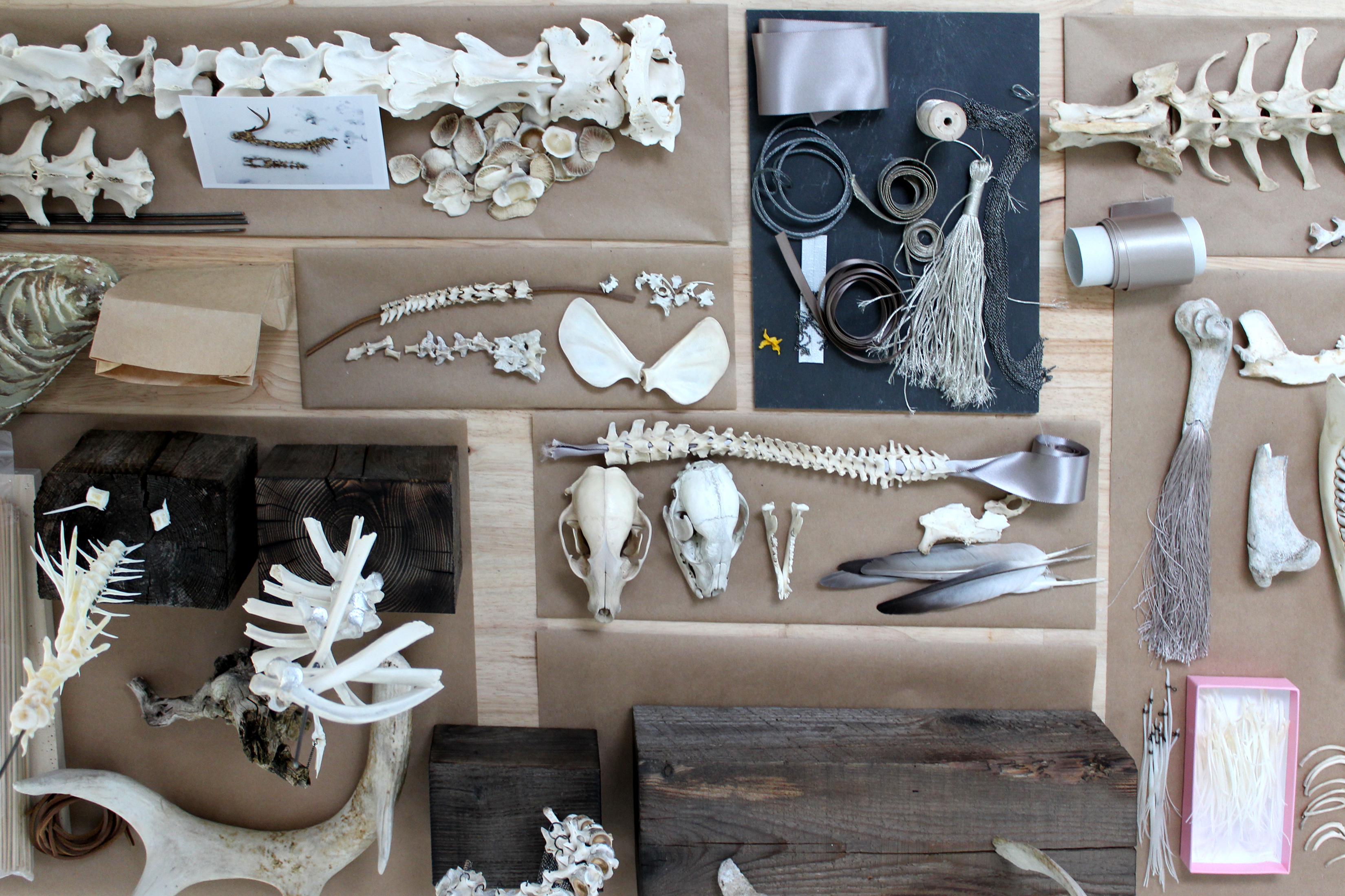 Opie uses found or gifted animal bones for her "Deconstruction/Reconstruction” sculptures.
