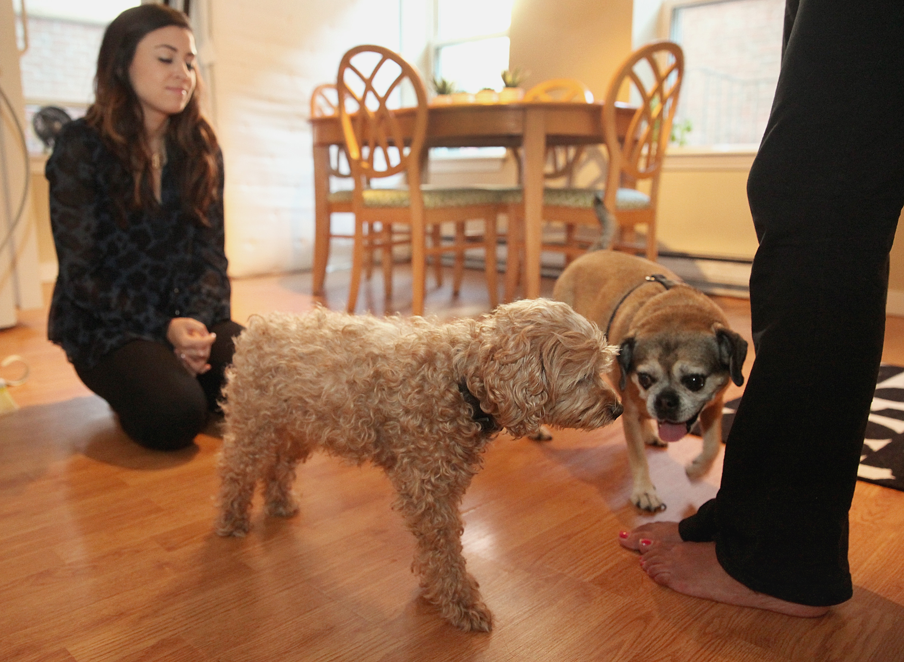 Askew’s roommate’s dog Chotu and Fenway meet in Askew’s apartment.