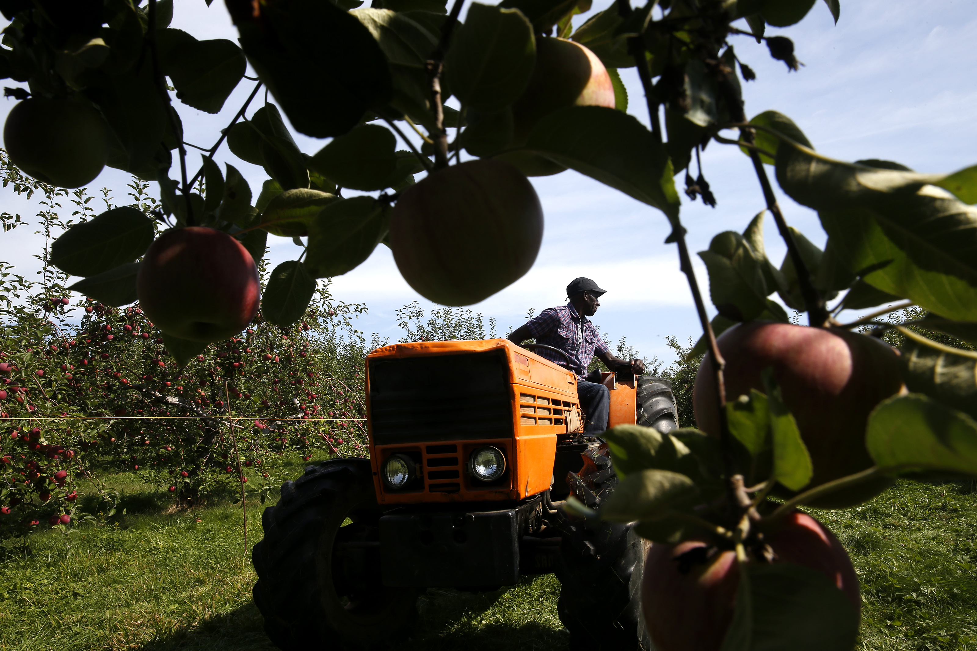 Aldon "Steve" Allison who has been working at Applecrest Farm Orchards since 1988 picked up boxes of apples from the orchard.