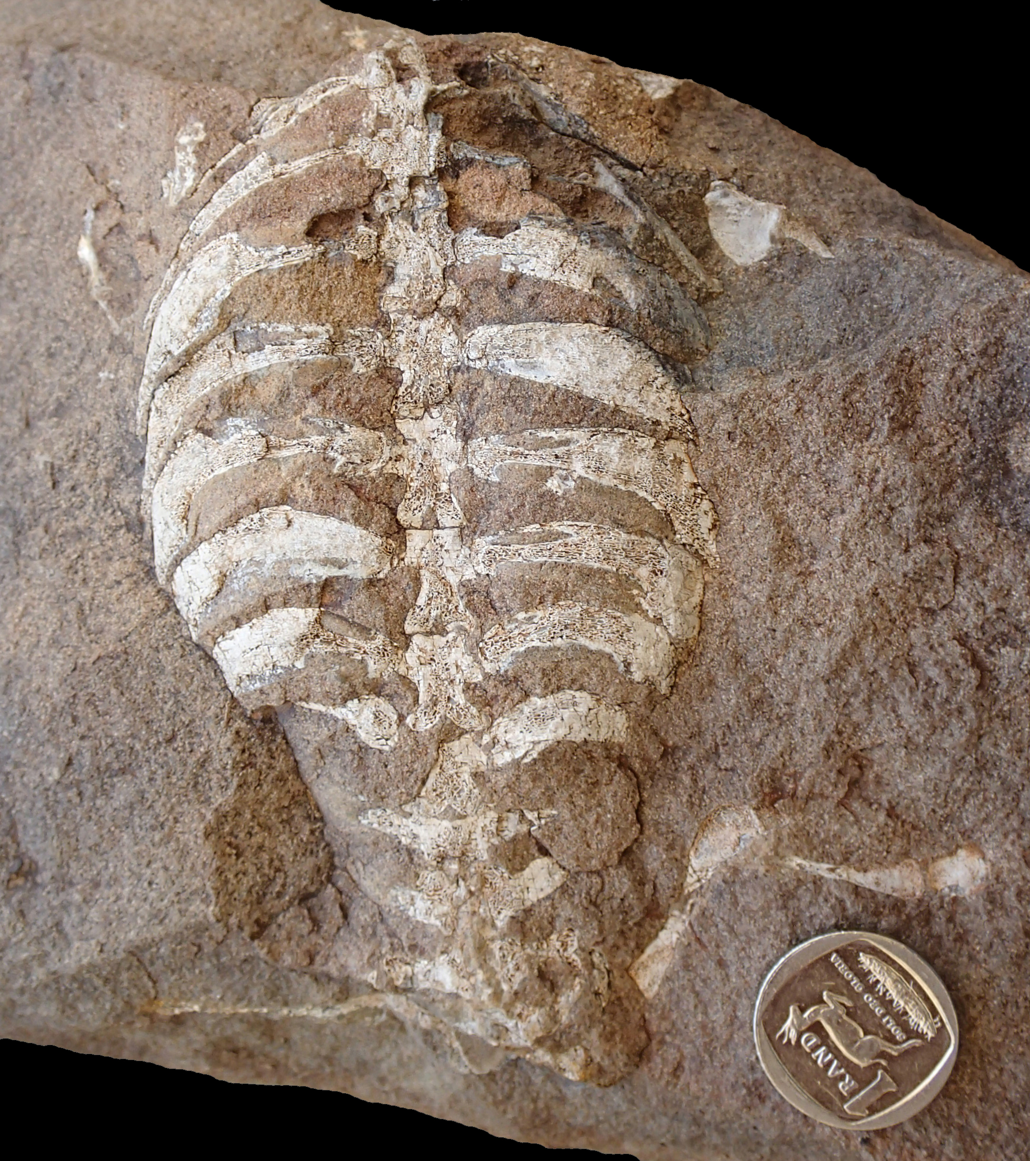 The skeleton of the South African reptile, Eunotosaurus africanus, fills a gap in the early evolution of turtles and their enigmatic shell.